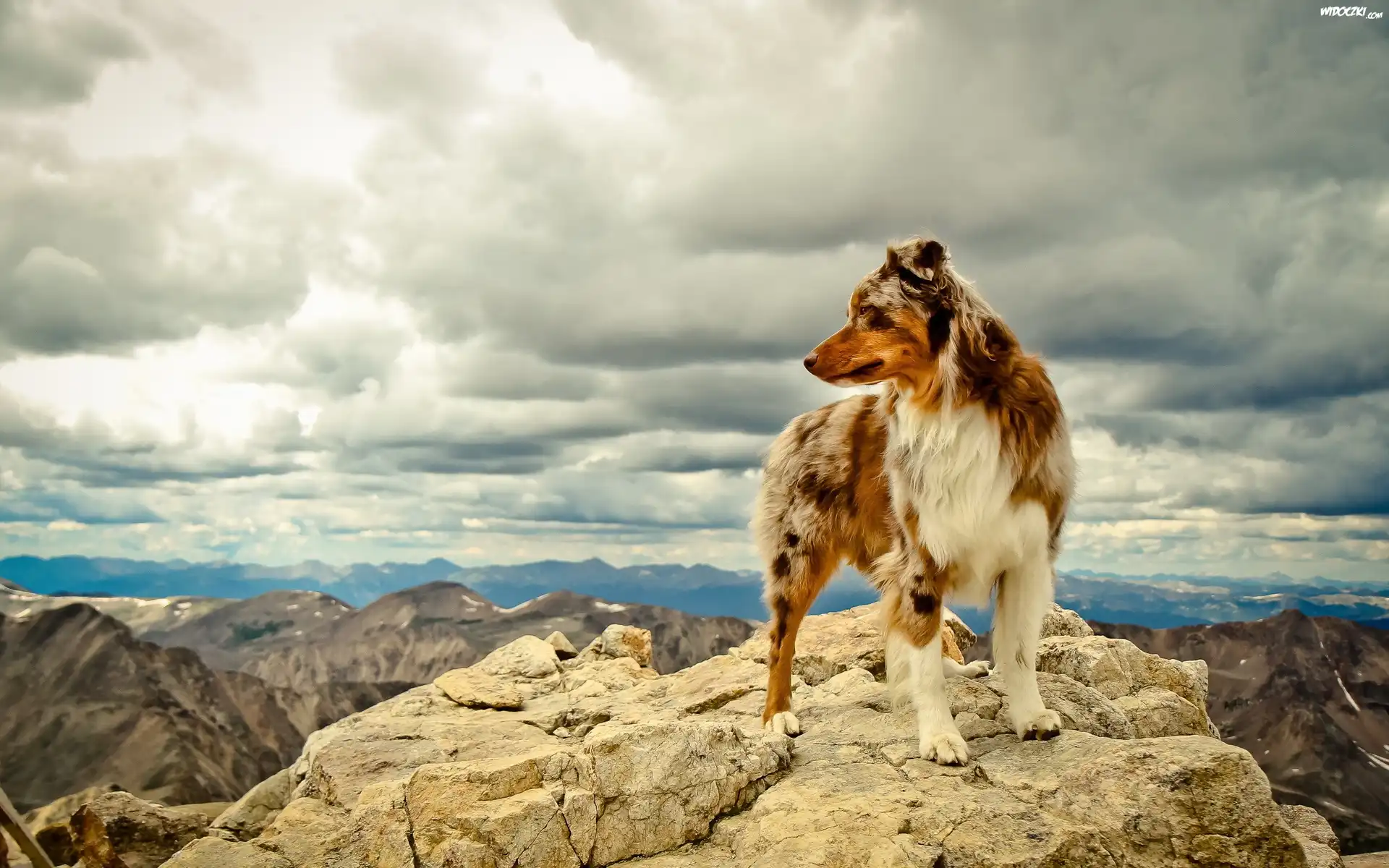 Skała, Owczarek australijski-australian shepherd