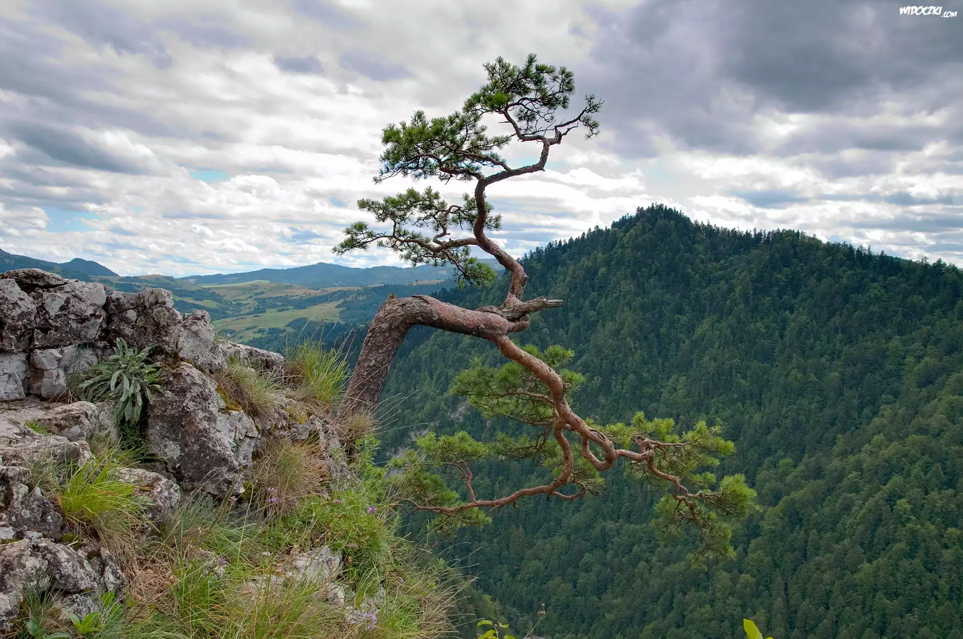 Sosna, Góry, Pieniny