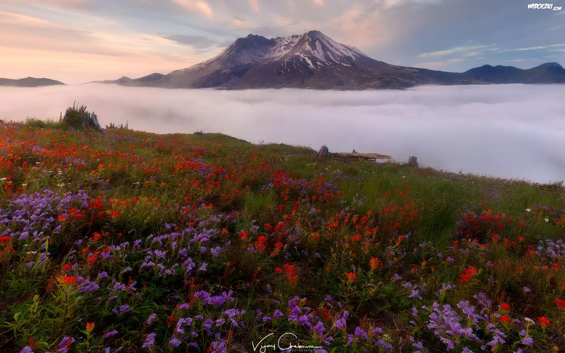 Góry Kaskadowe, Wulkan Mount St. Helens, Łąka, Kwiaty, Castilleja, Góry, Mgła, Stan Waszyngton, Stany Zjednoczone