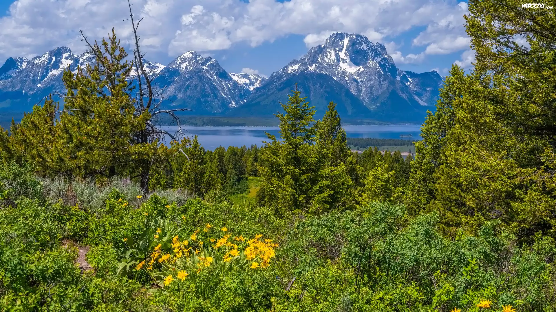 Góry, Drzewa, Kwiaty, Park Narodowy Grand Teton, Wyoming, Stany Zjednoczone