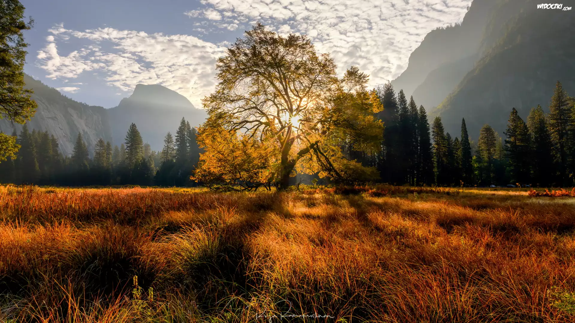 Góry, Drzewo, Wiąz, Drzewa, Las, Trawa, Jesień, Promienie słońca, Dolina, Park Narodowy Yosemite, Kalifornia, Stany Zjednoczone