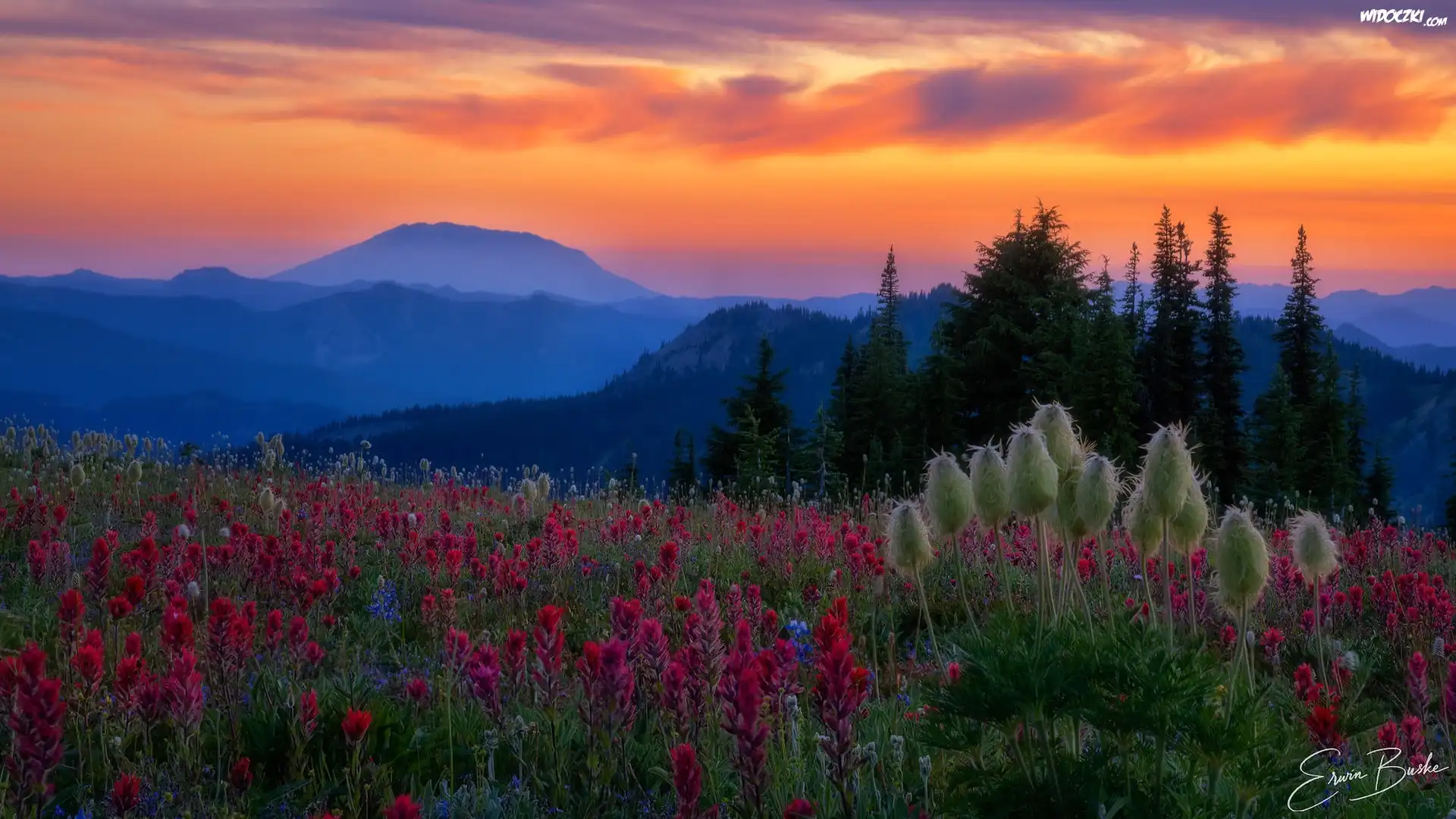 Stany Zjednoczone, Stan Waszyngton, Góry Kaskadowe, Wulkan, Mount St Helens, Łąka, Kwiaty, Zachód słońca