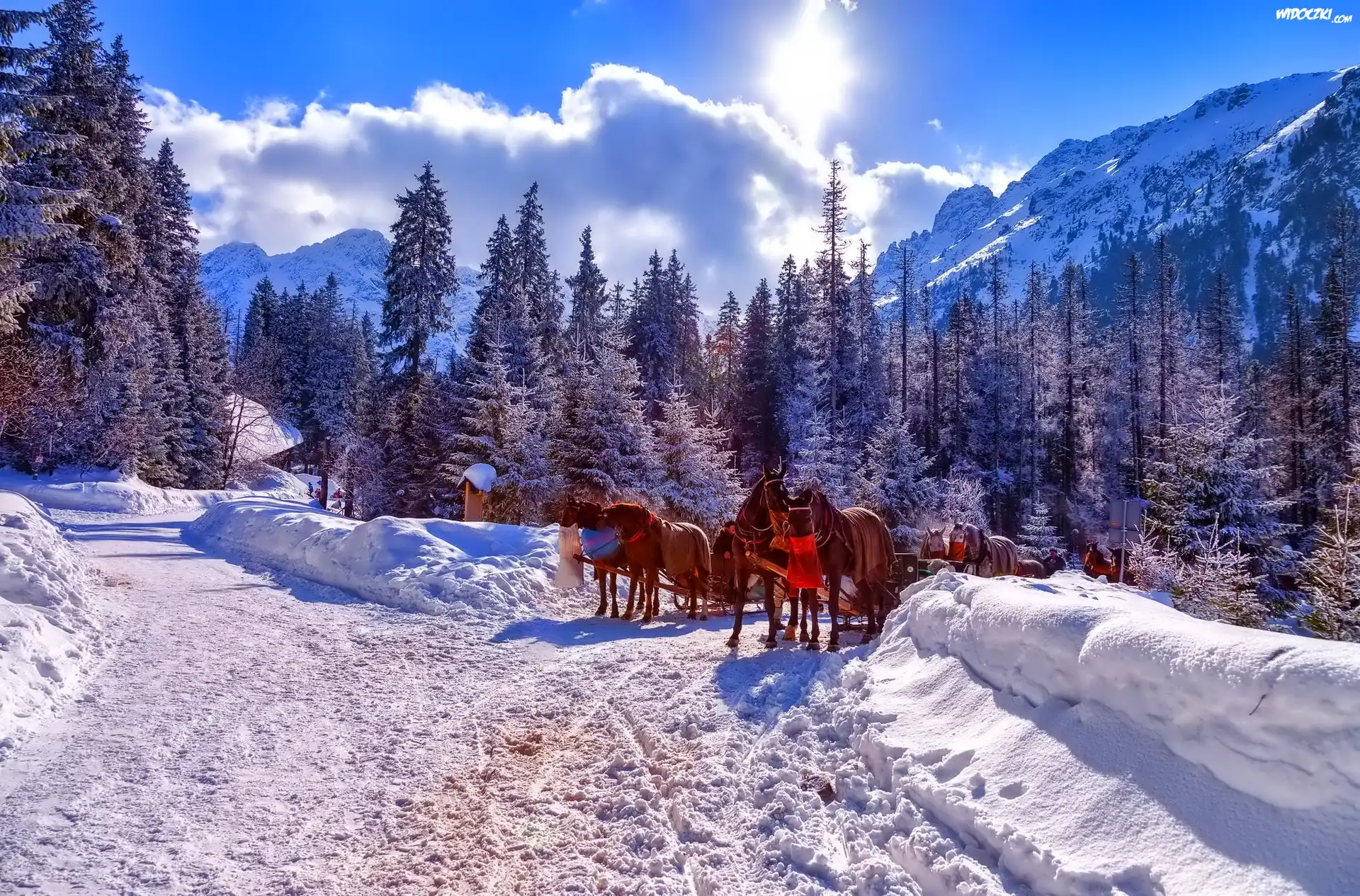 Góry, Zima, Konie, Zaprzęg, Tatry, Polska