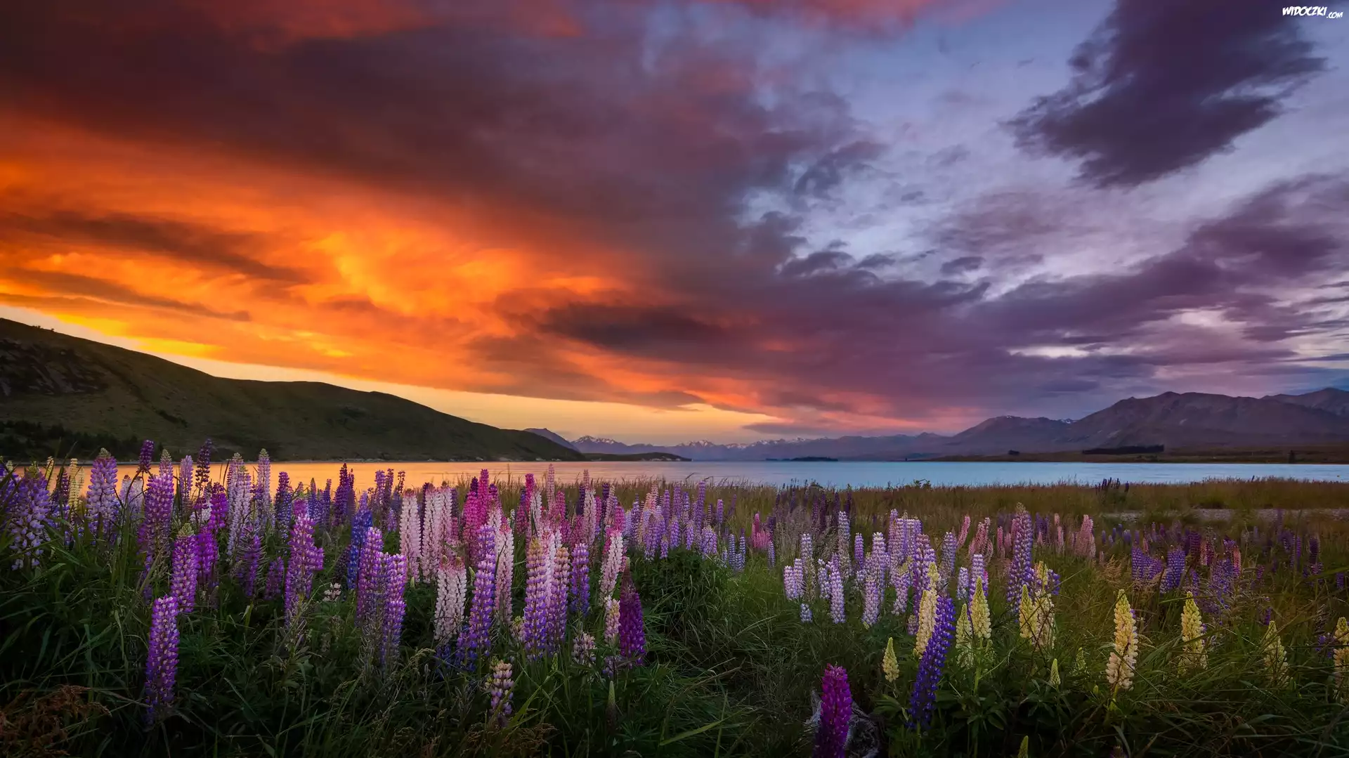 Nowa Zelandia, Łubin, Jezioro Tekapo, Łąka, Zachód słońca, Góry