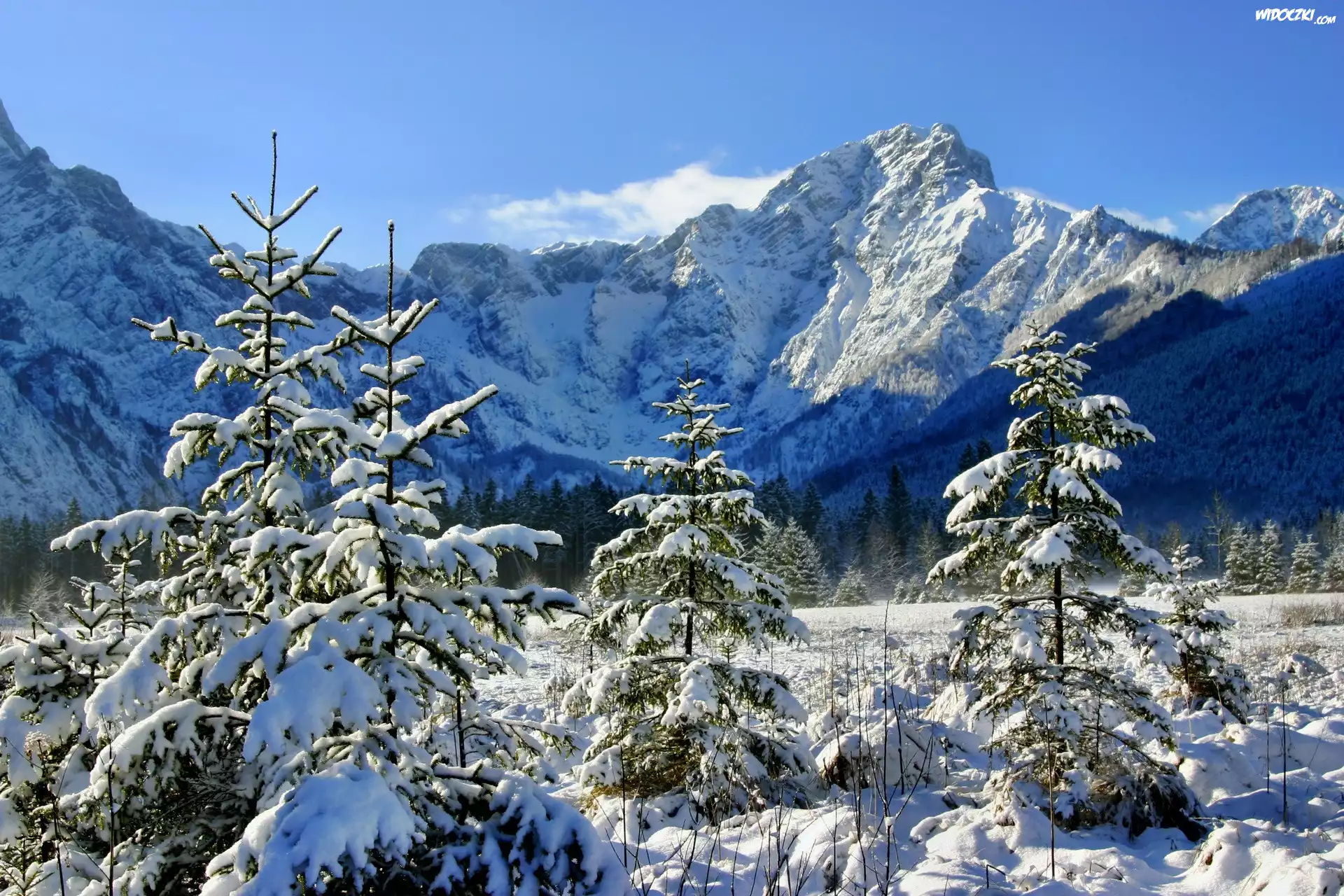 Góry, Las, Świerki, Zima