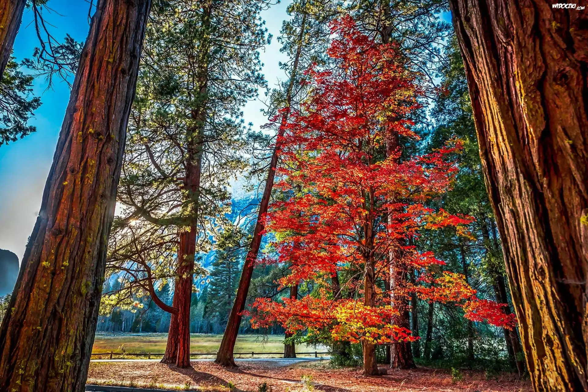 Stany Zjednoczone, Stan Kalifornia, Park Narodowy Yosemite, Góry, Las, Drzewa