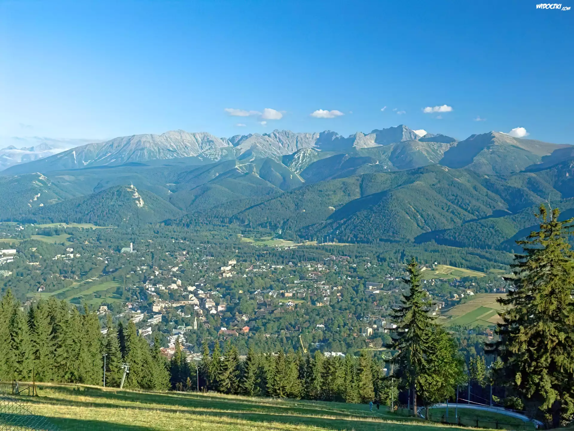 Zakopane, góry, Drzewa