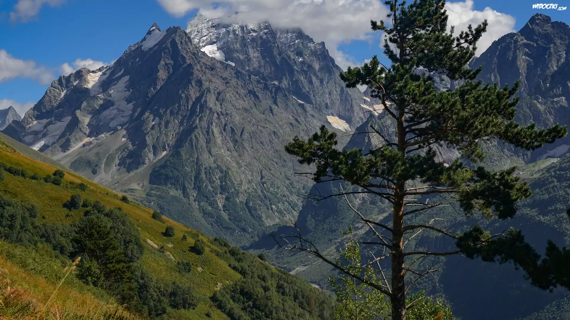 Góry, Drzewo, Zbocze, Krzewy