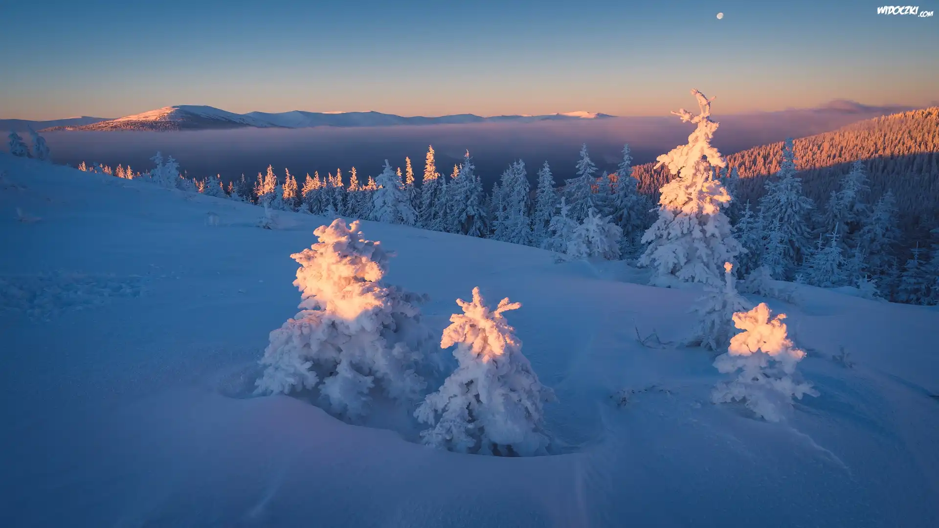 Zima, Góry Karpaty, Las, Ośnieżone, Świerki, Ukraina