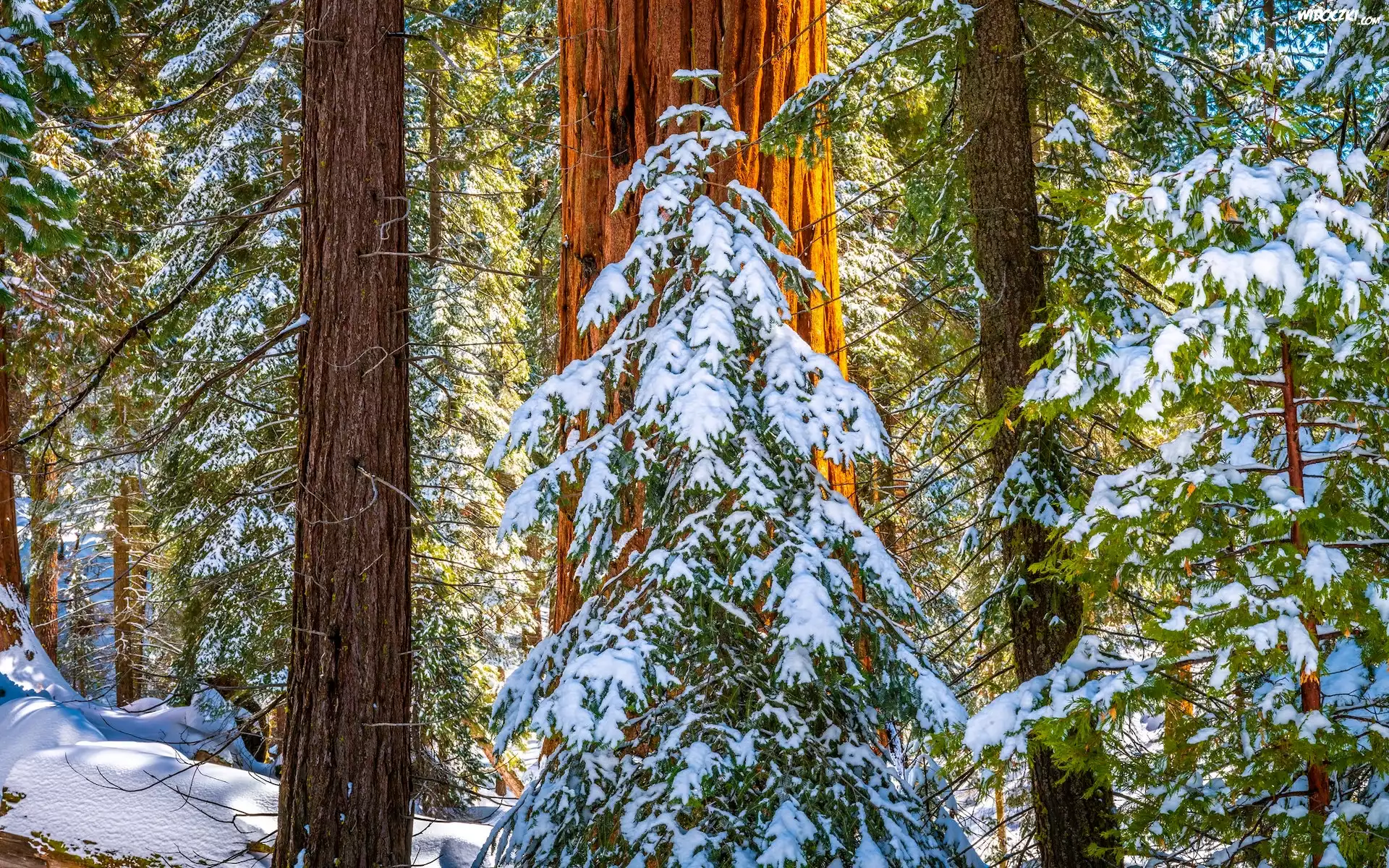 Stany Zjednoczone, Kalifornia, General Grant Grove, Park Narodowy King Canyon, Drzewa, Zima, Śnieg, Pnie