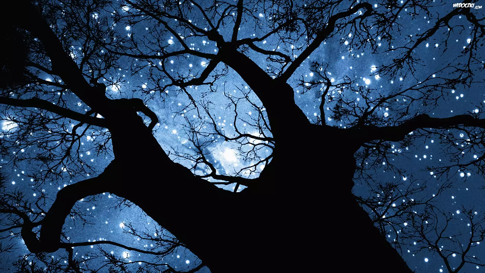Niebo, Gwiazdy, Drzewo