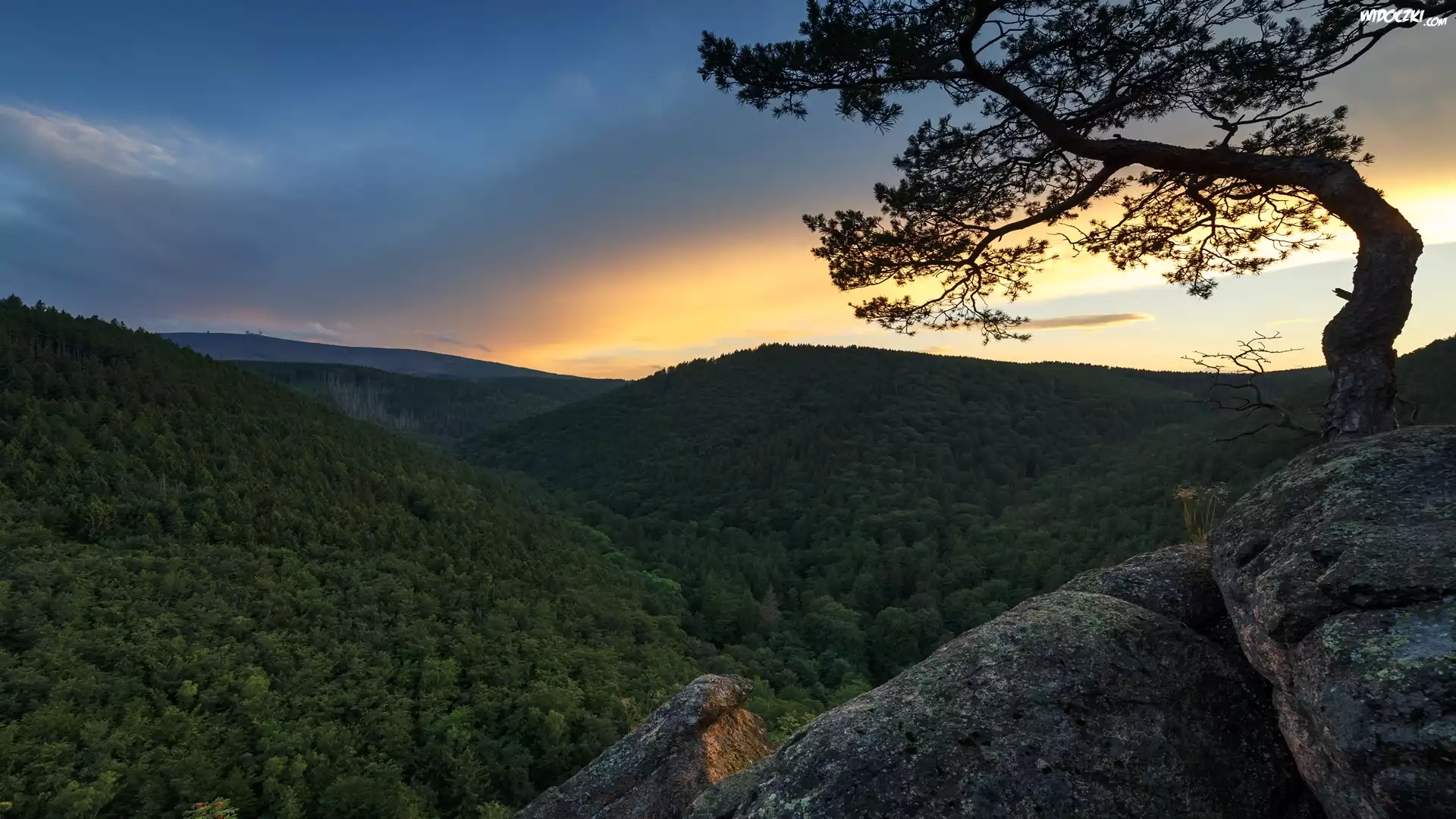 Niemcy, Saksonia, Park Narodowy Harzu, Góry Harz, Szczyt Brocken, Las, Drzewo, Skały, Wschód słońca
