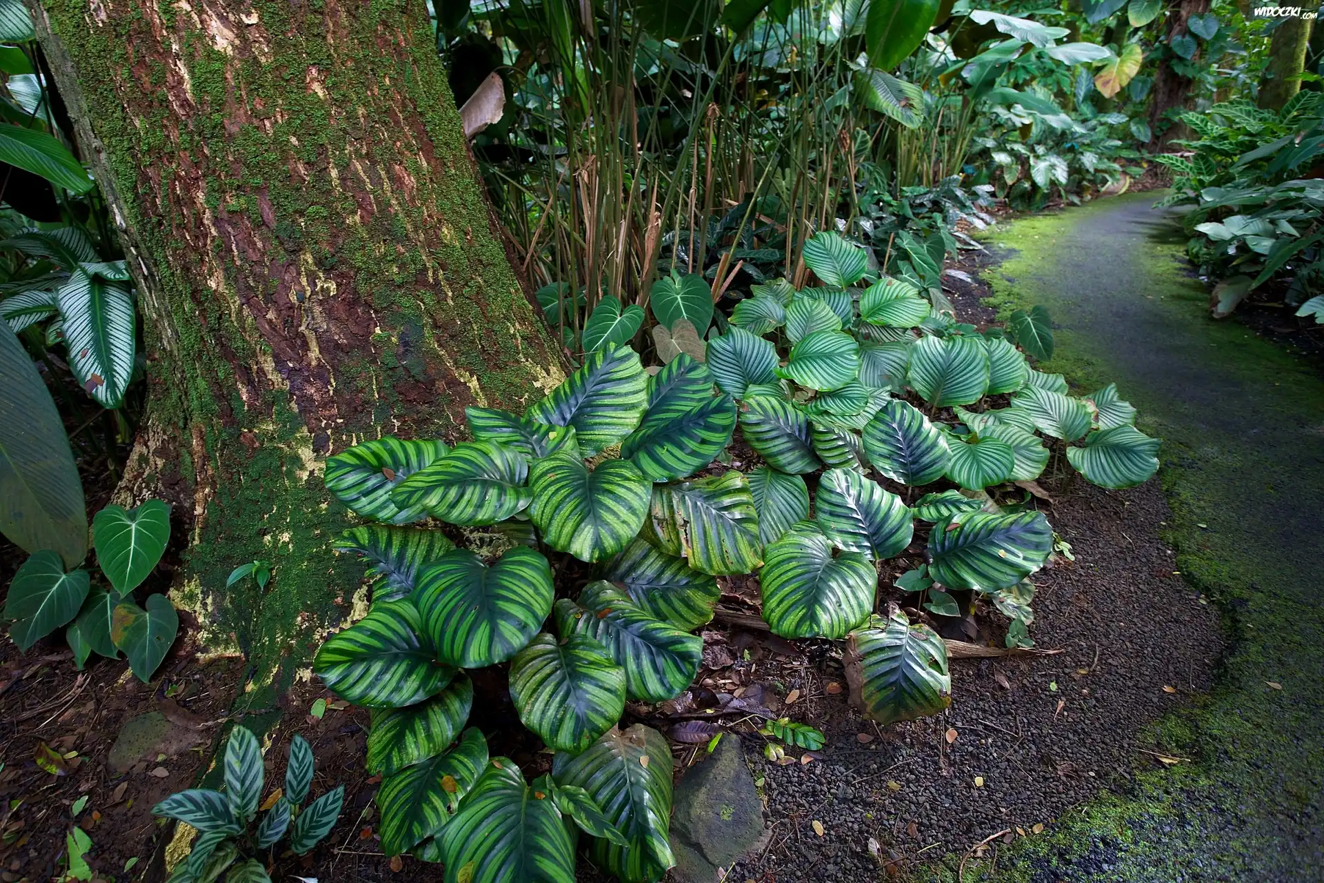 Hawaje, Tropikalny, Ogród Botaniczny, Rośliny