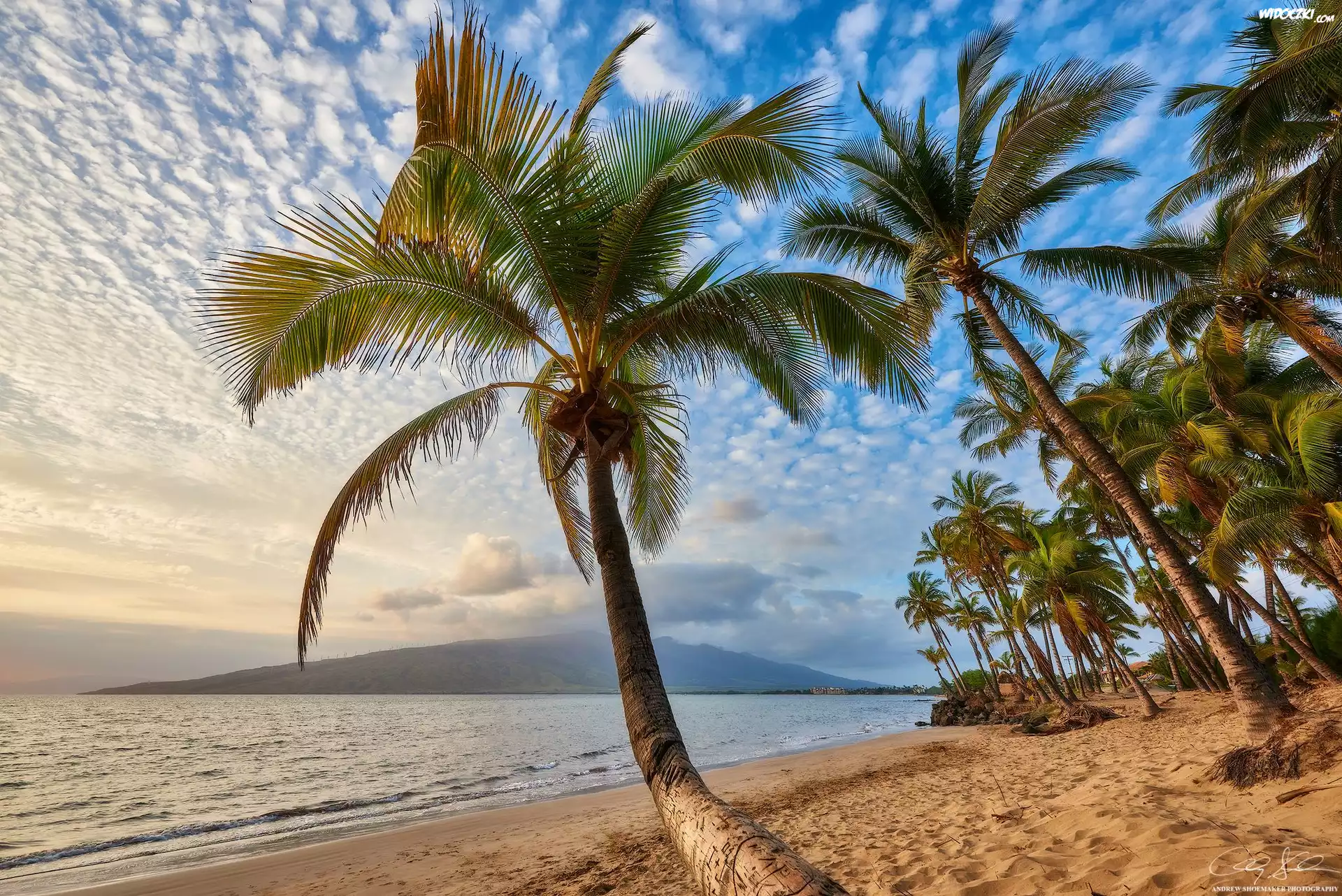 Hawaje, Wyspa Maui, Palmy, Plaża, Morze