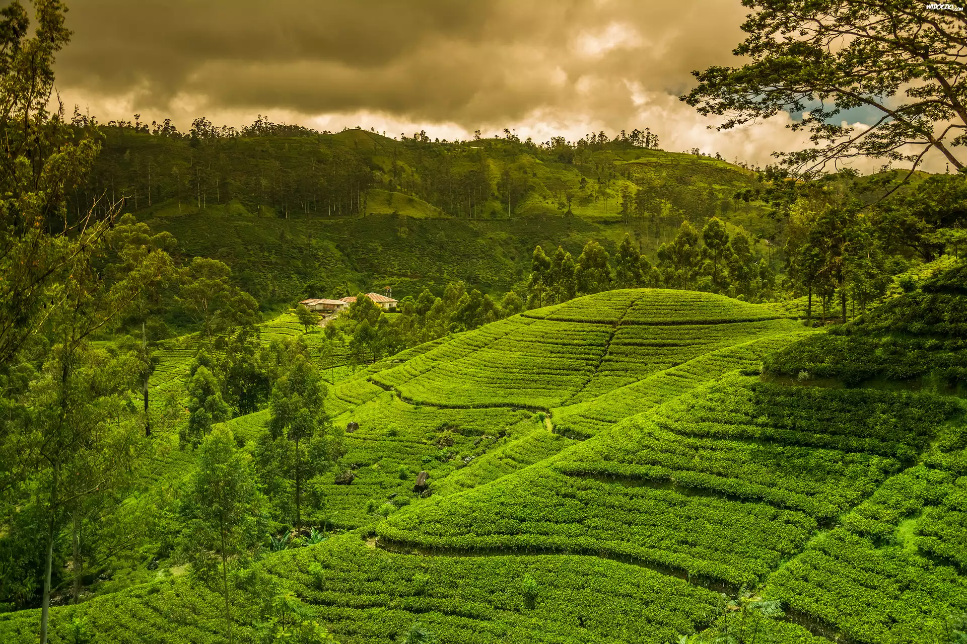Plantacja, Herbaty, Wzgórza, Nuwara Elija, Sri Lanka