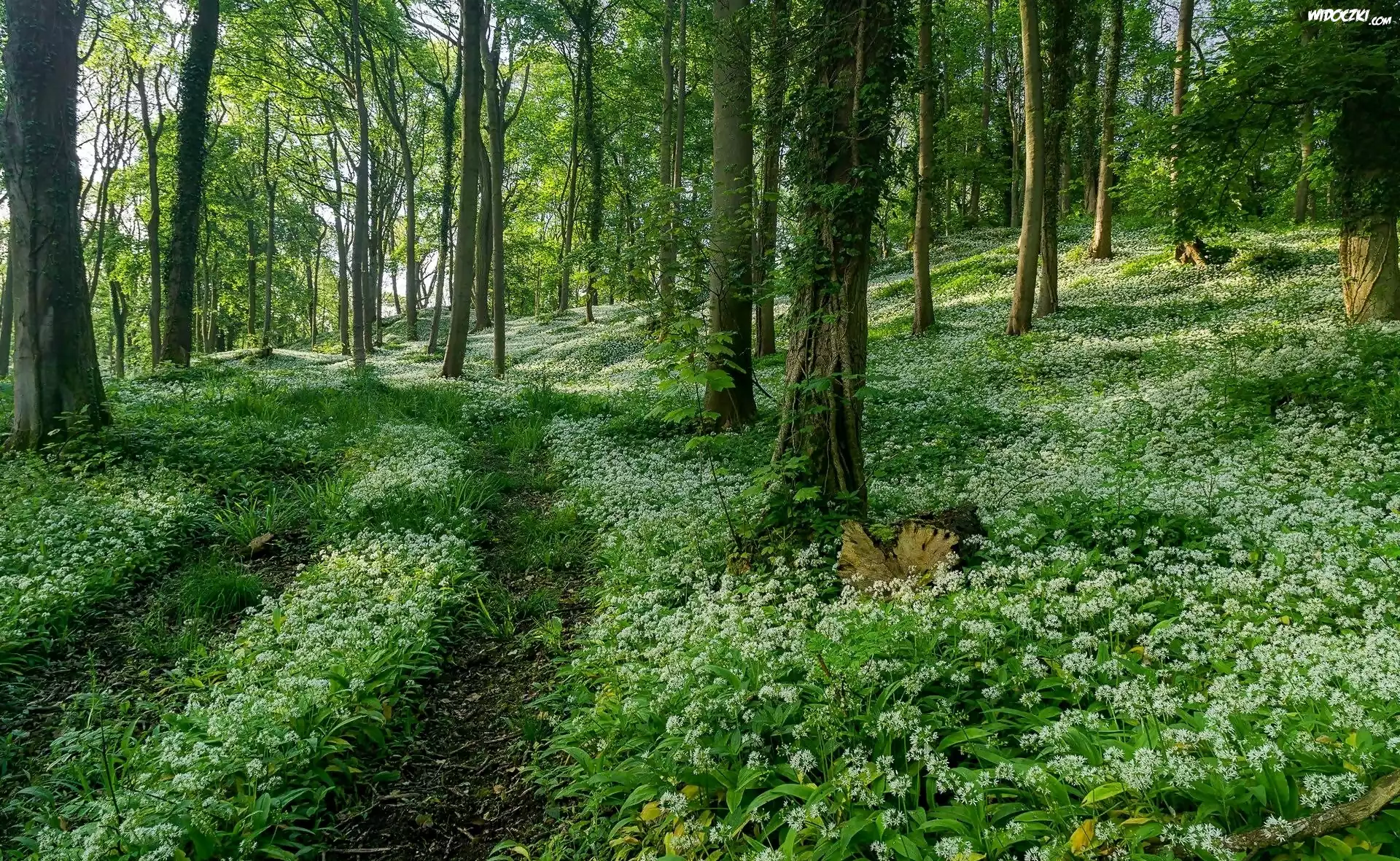 Anglia, Hrabstwo Gloucestershire, Wzgórze Dovers Hill, Białe, Kwiaty, Czosnek niedźwiedzi, Lato, Las