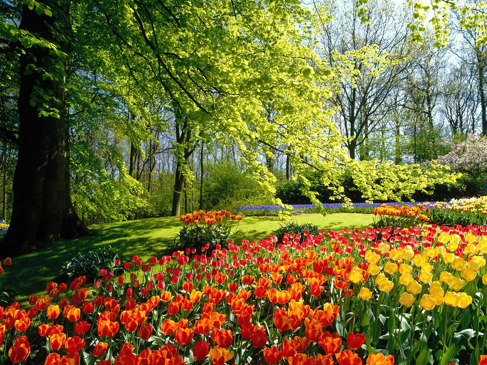Holandia, Park, Drzewa, Tulipany