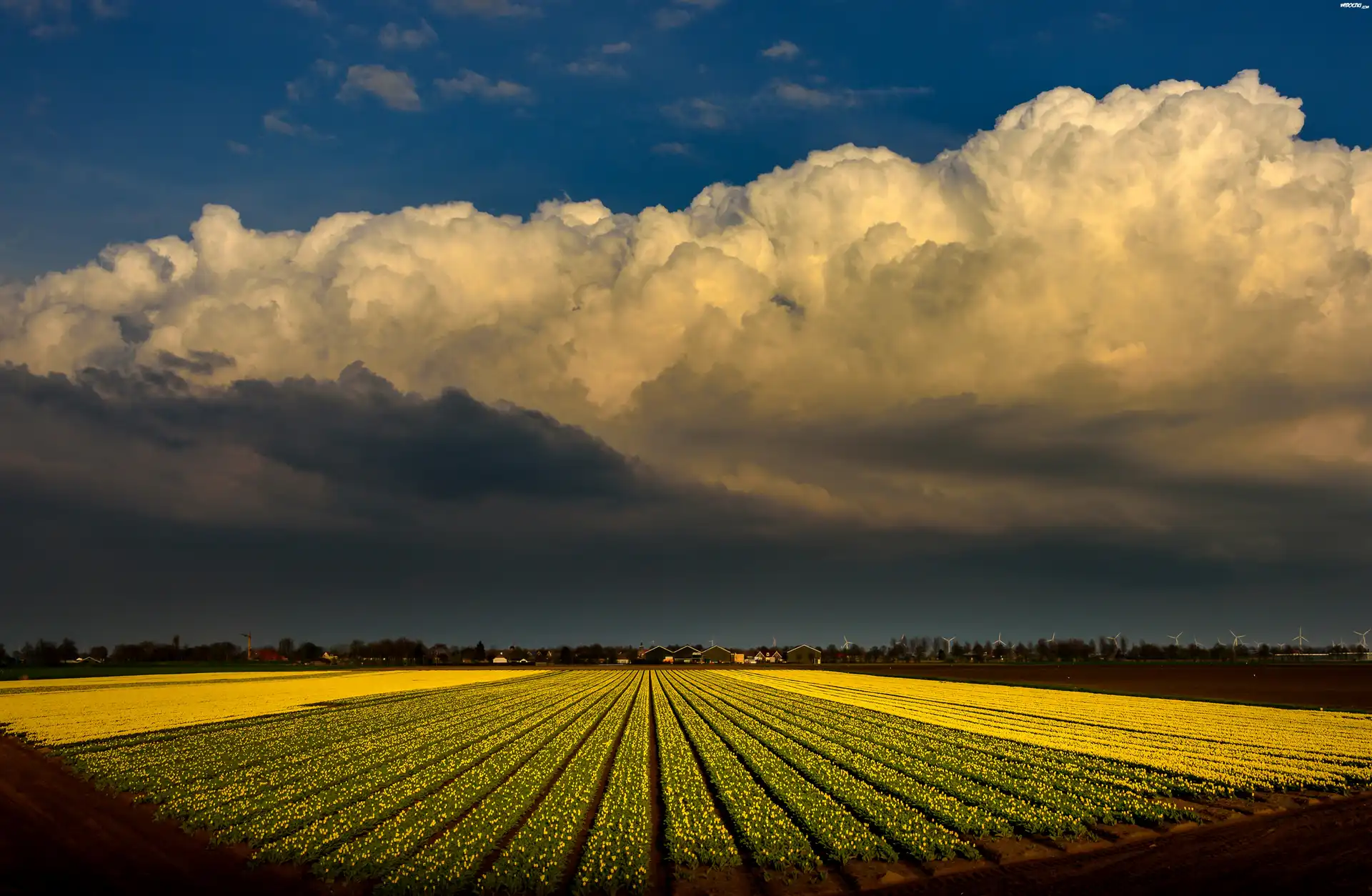Holandia, Pole, Żółte, Tulipany, Chmury
