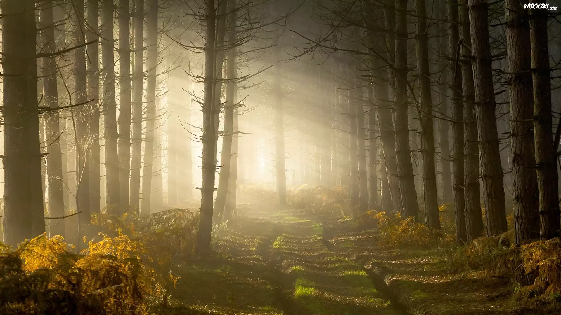 Anglia, Hrabstwo Warwickshire, Las, Mgła, Przebijające światło, Droga