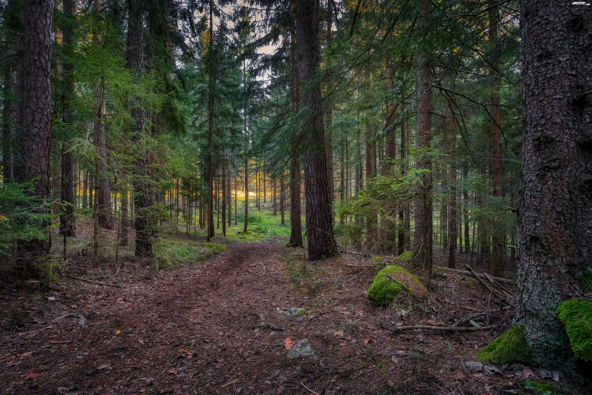Las iglasty, Drzewa