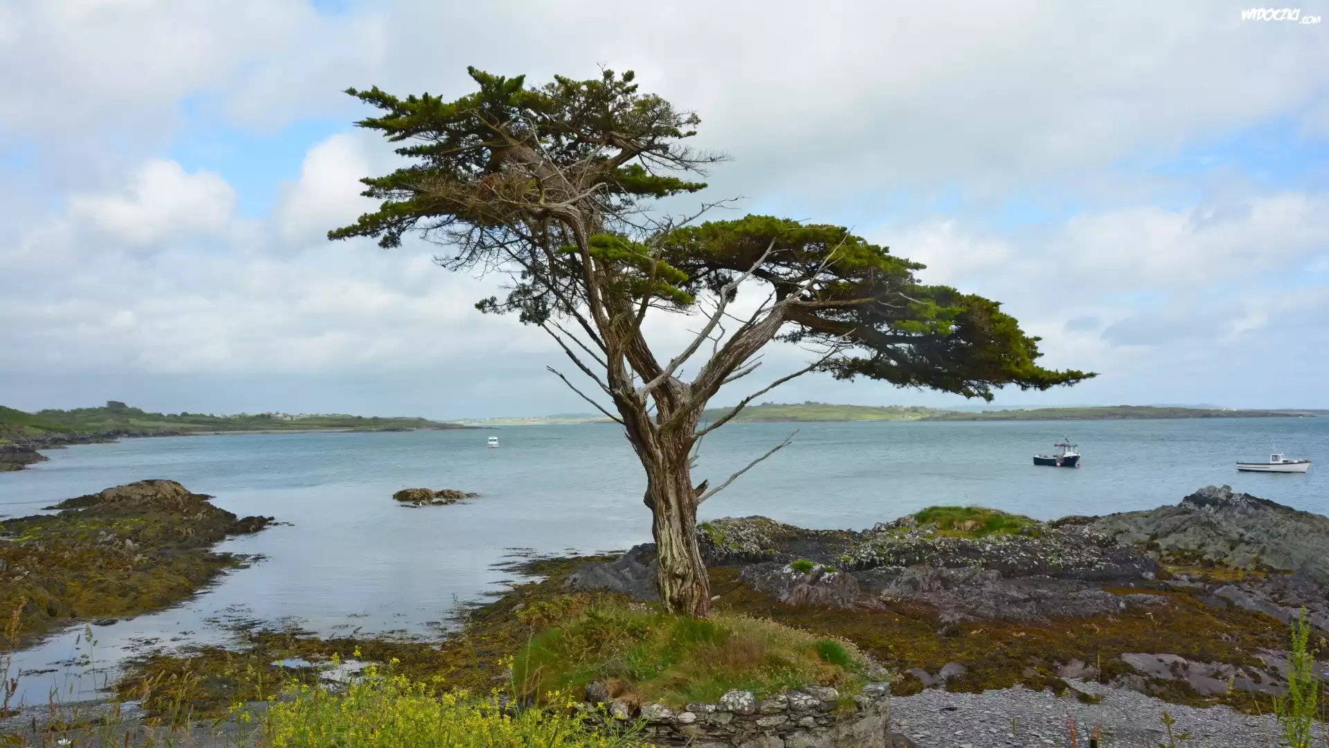 Irlandia, Wybrzeże, Kamienie, Drzewo, Morze, Statki