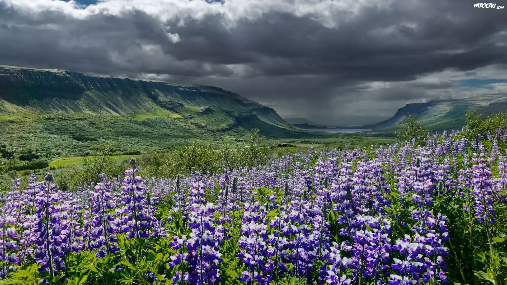 Islandia, Fioletowe, Kwiaty, Łubin, Góry, Chmury