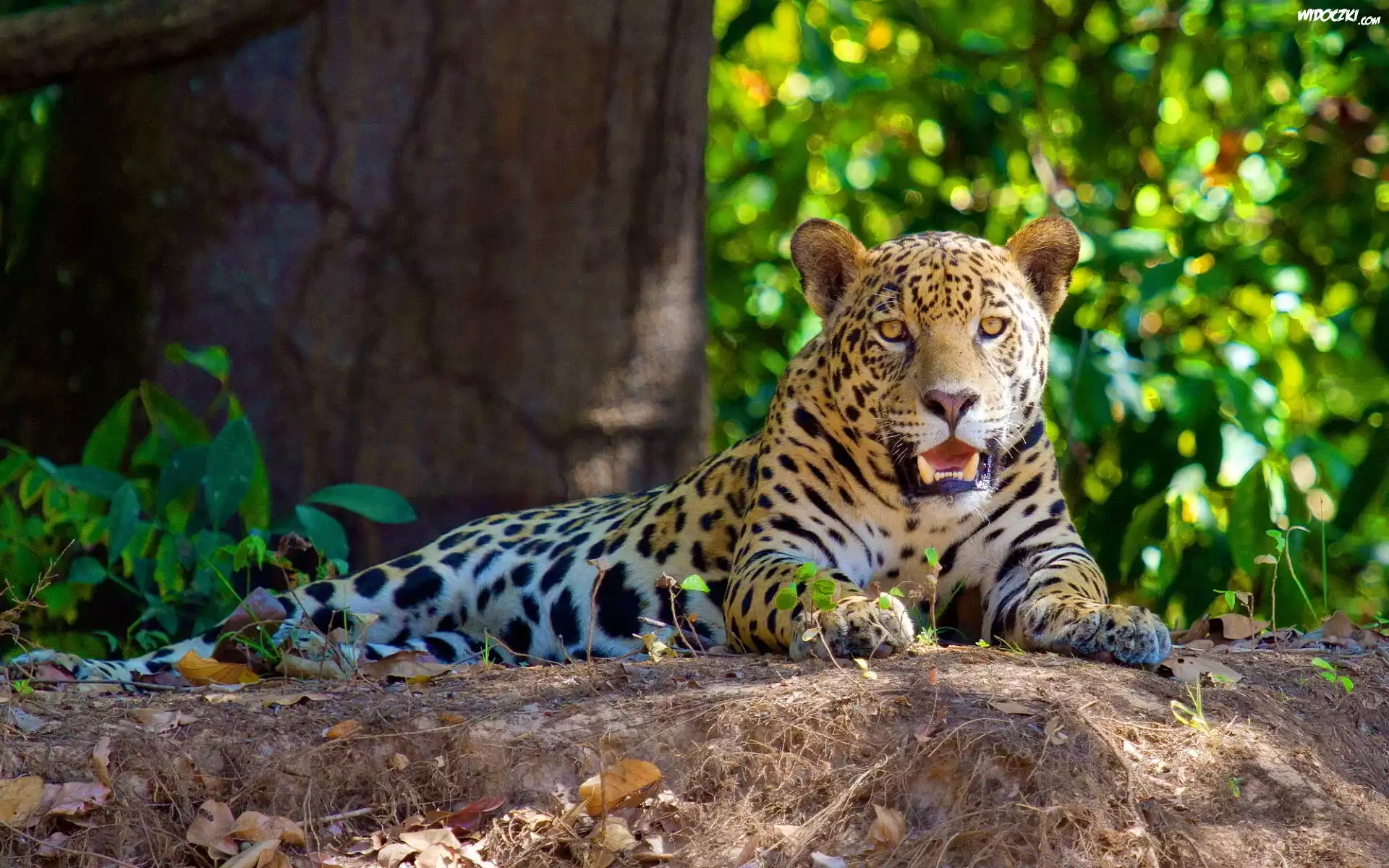 Leżący, Jaguar, Las