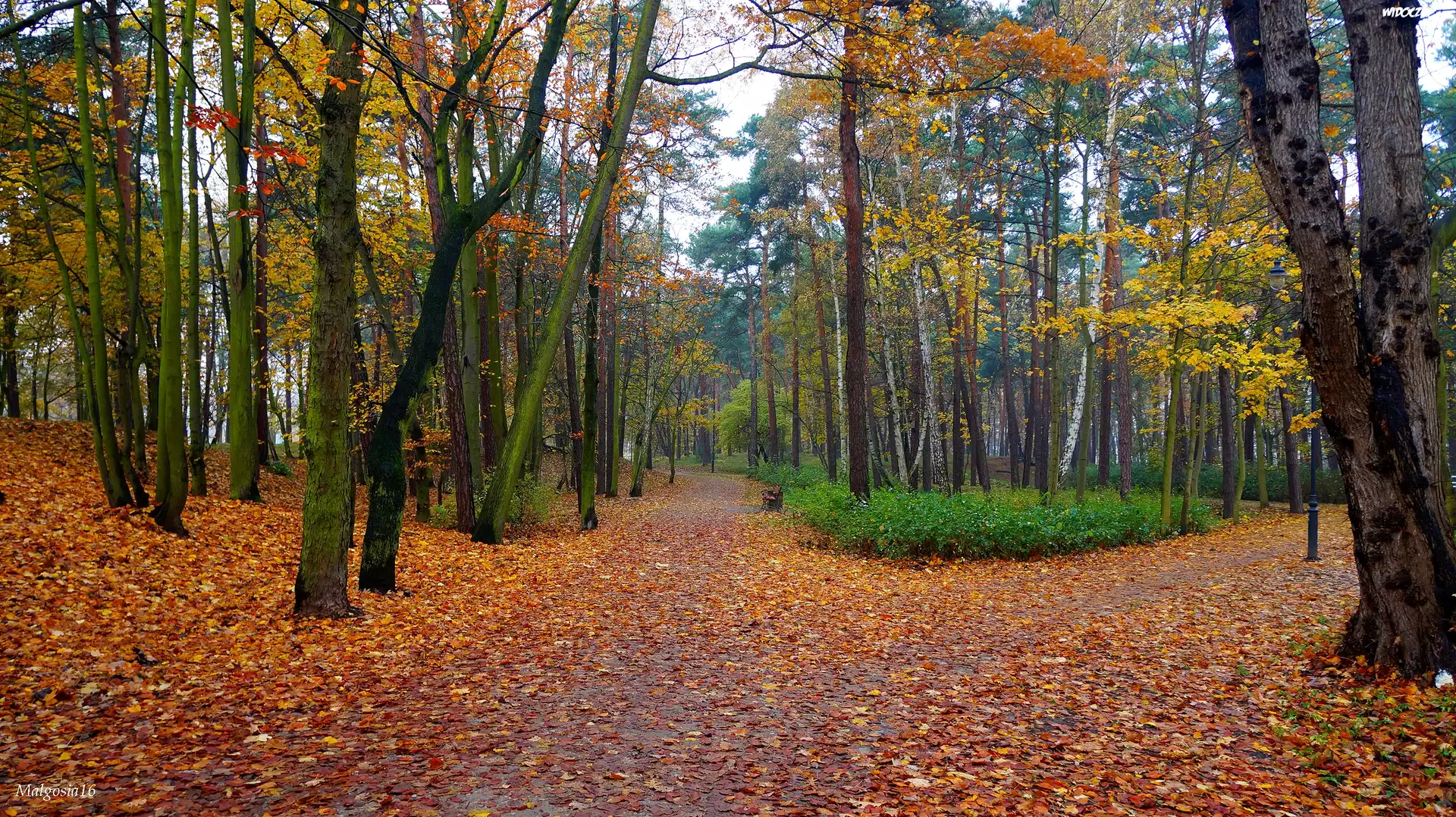 Jesień, Park, Droga, Alejki, Drzewa