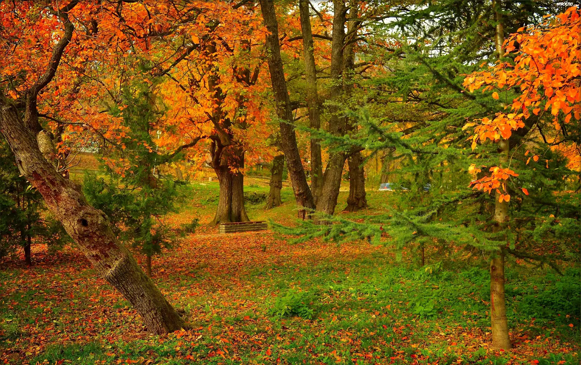 Jesień, Park, Ławka, Drzewa