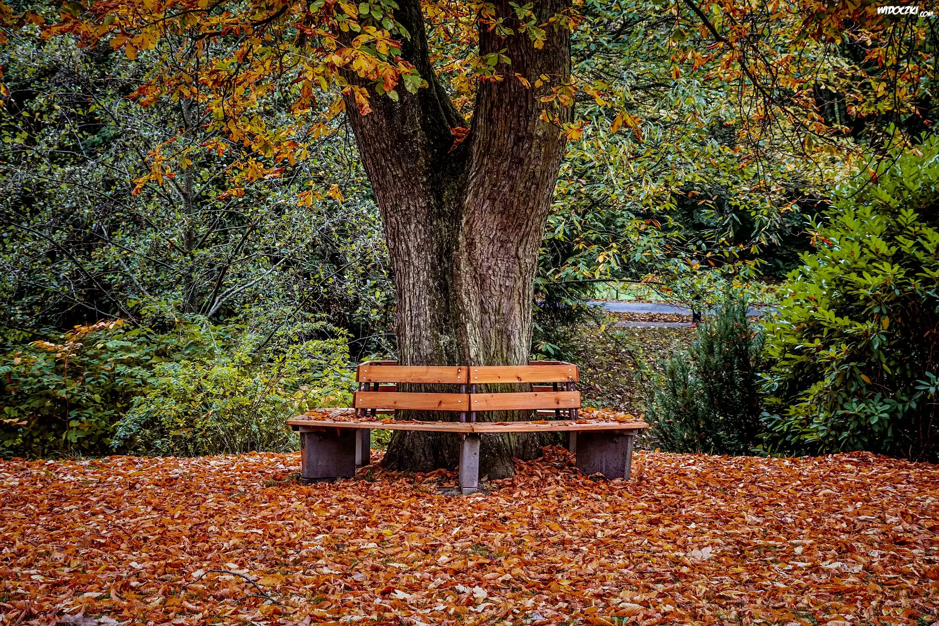 Jesień, Drzewo, Ławki, Park