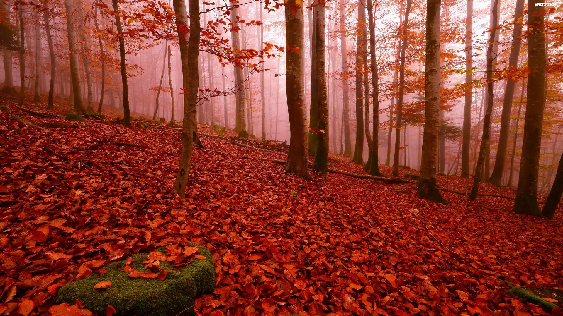 Jesień, Park, Drzewa, Opadłe, Czerwone, Liście