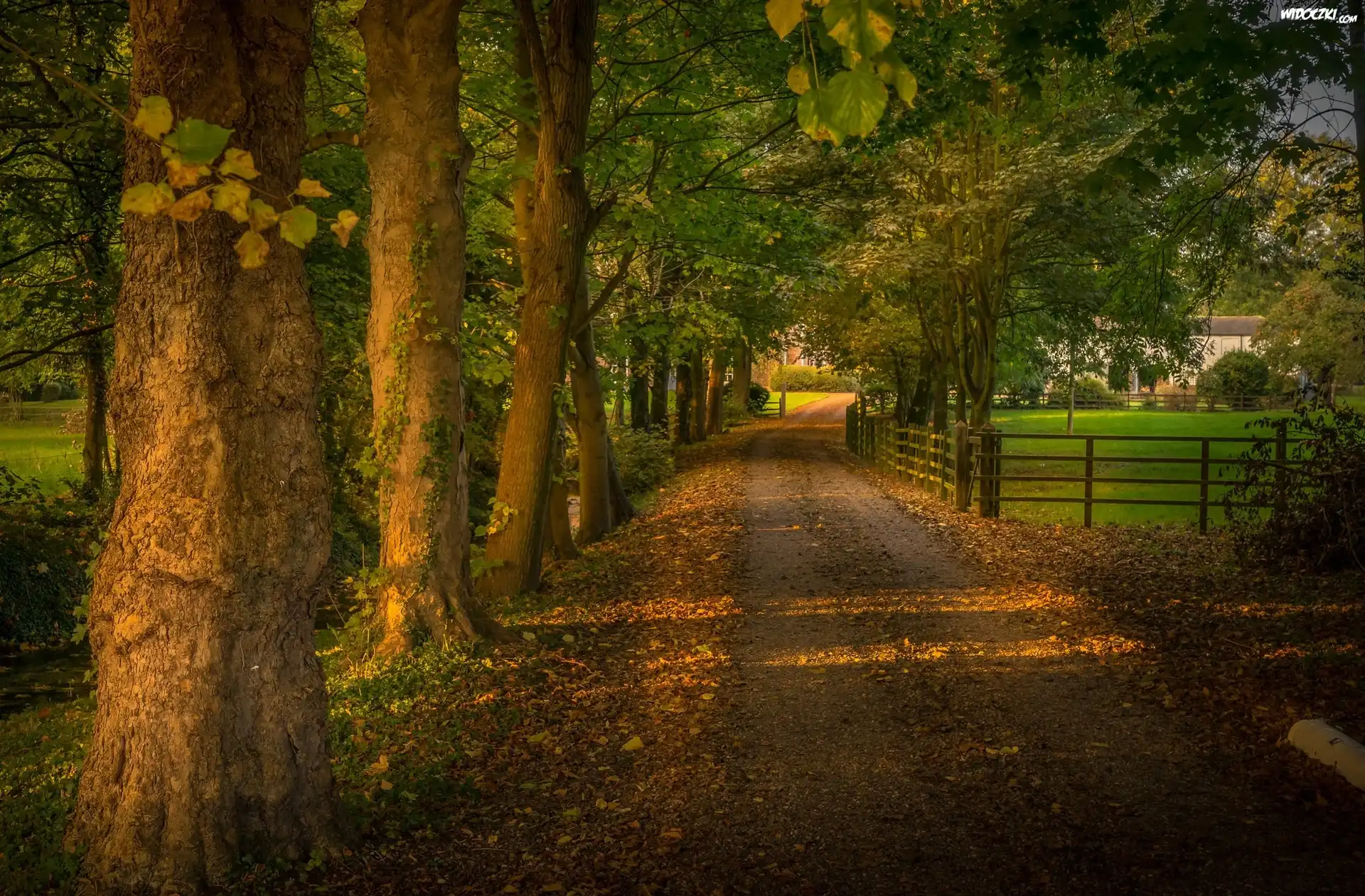 Jesień, Park, Drzewa, Droga, Ogrodzenie