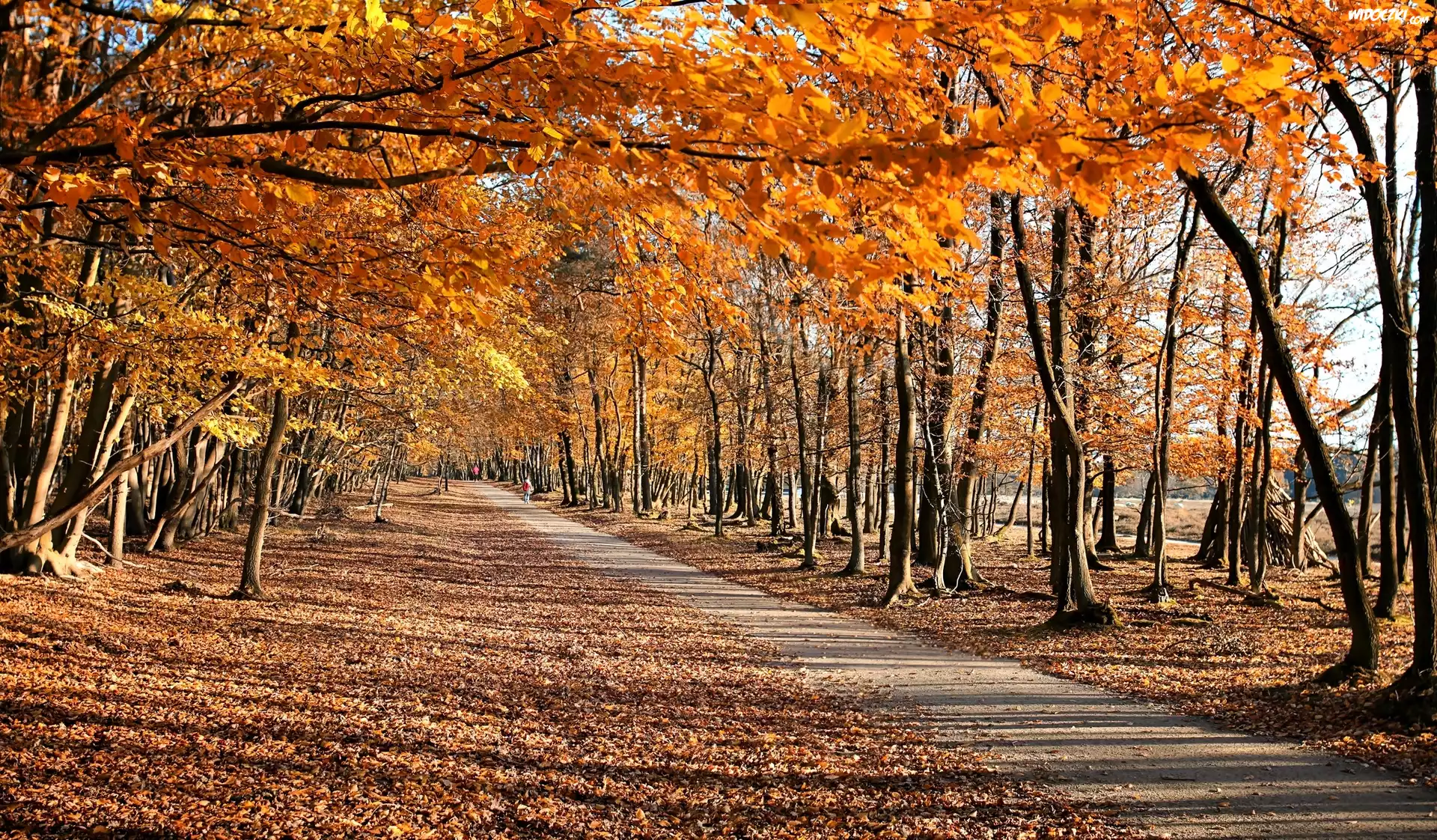 Jesień, Drzewa, Droga, Park