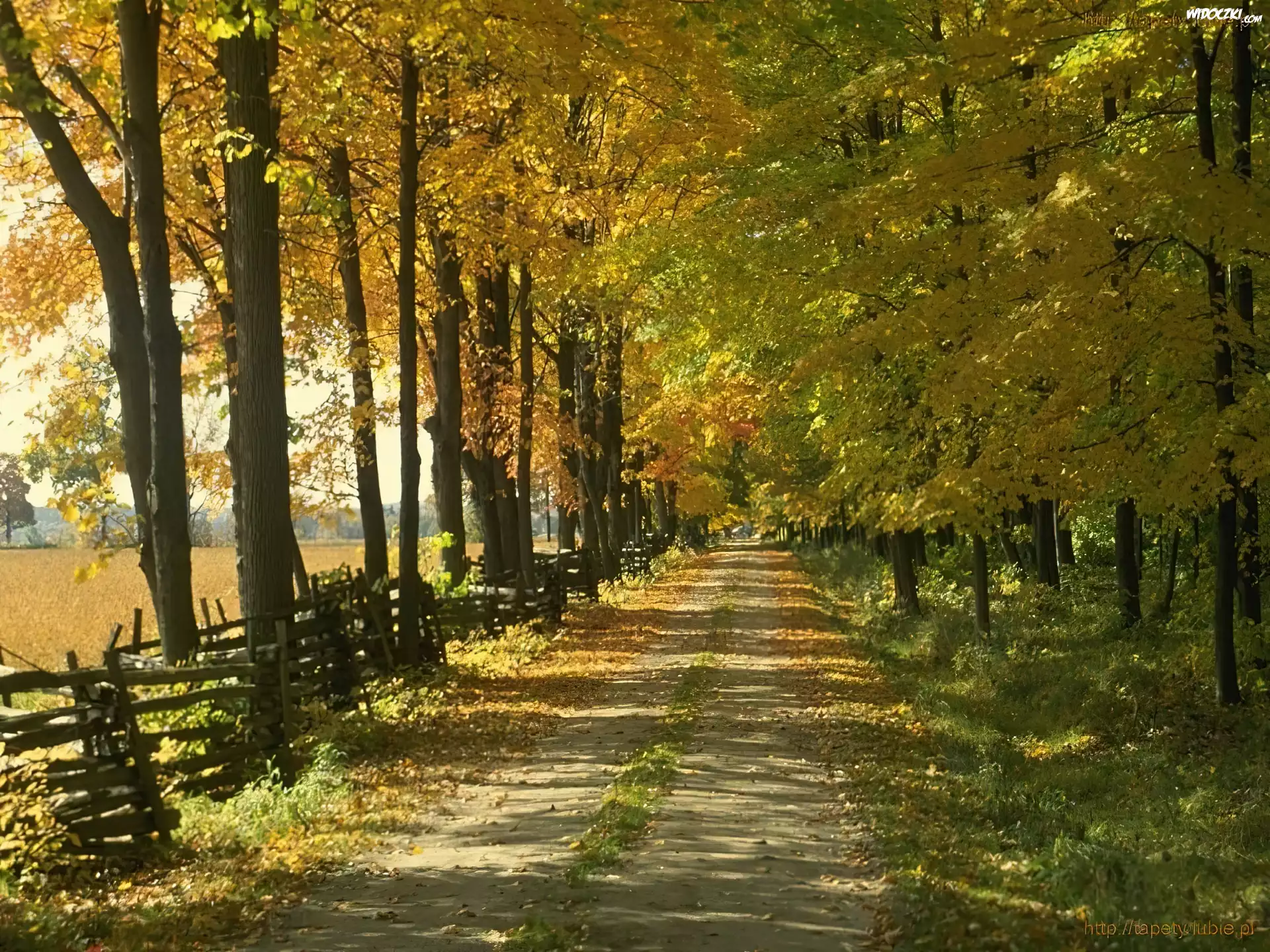 Jesień, Dzewa, Droga, Park
