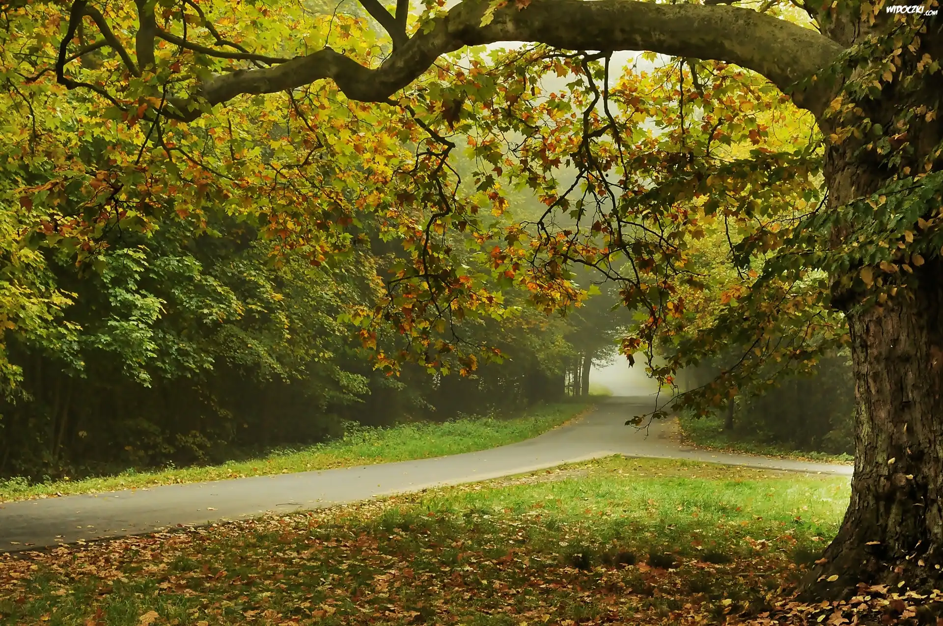 Jesień, Park, Mgła, Drogi, Drzewa
