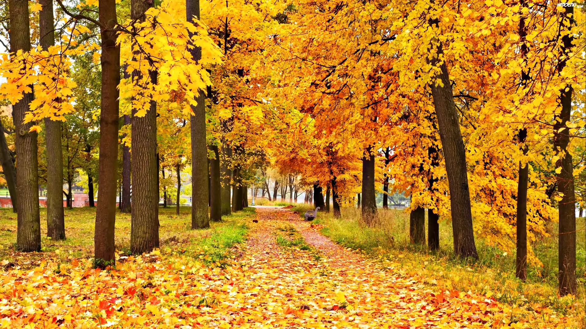 Jesień, Park, Alejka, Drzewa, Liście
