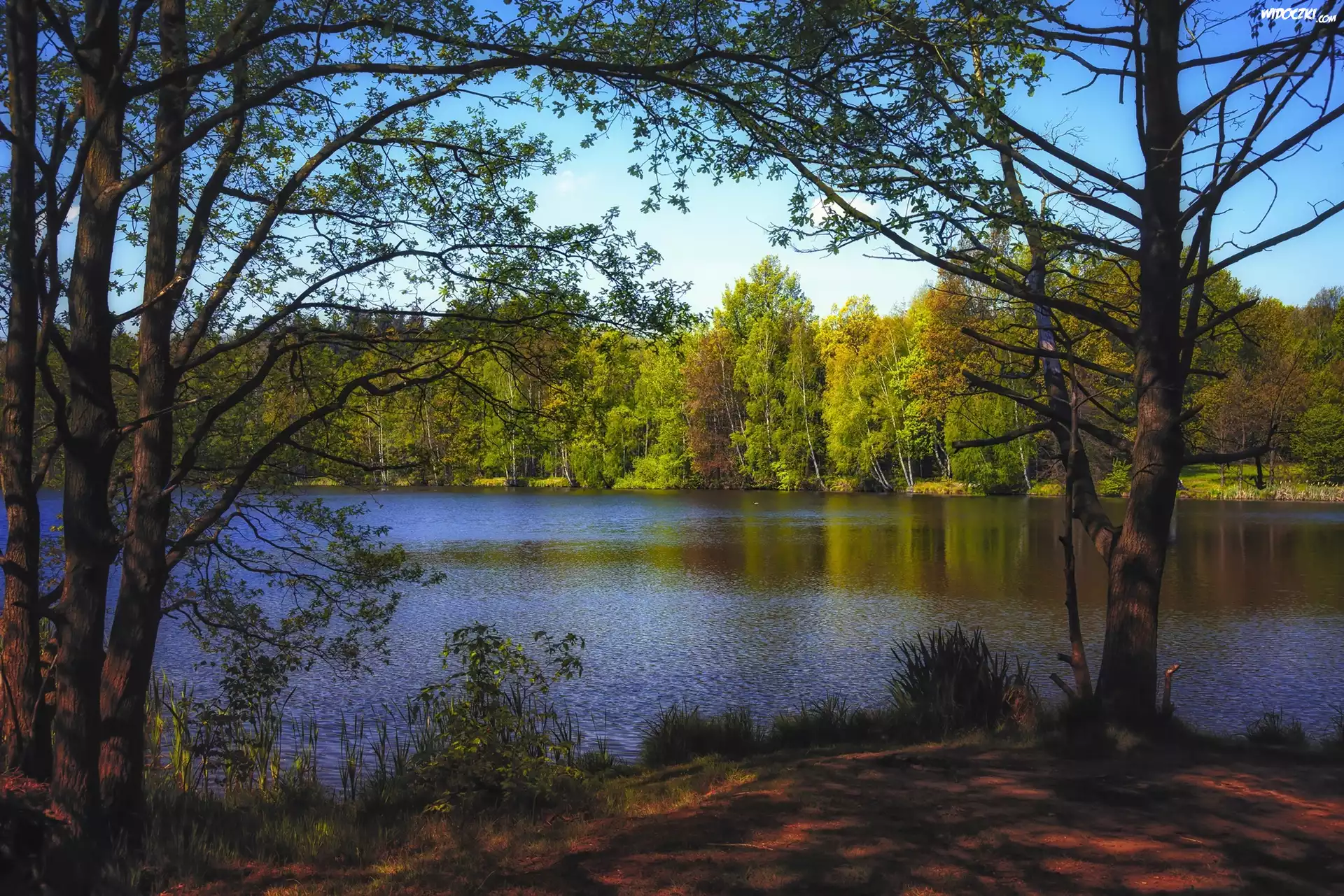 Jesień, Jezioro, Drzewa, Las