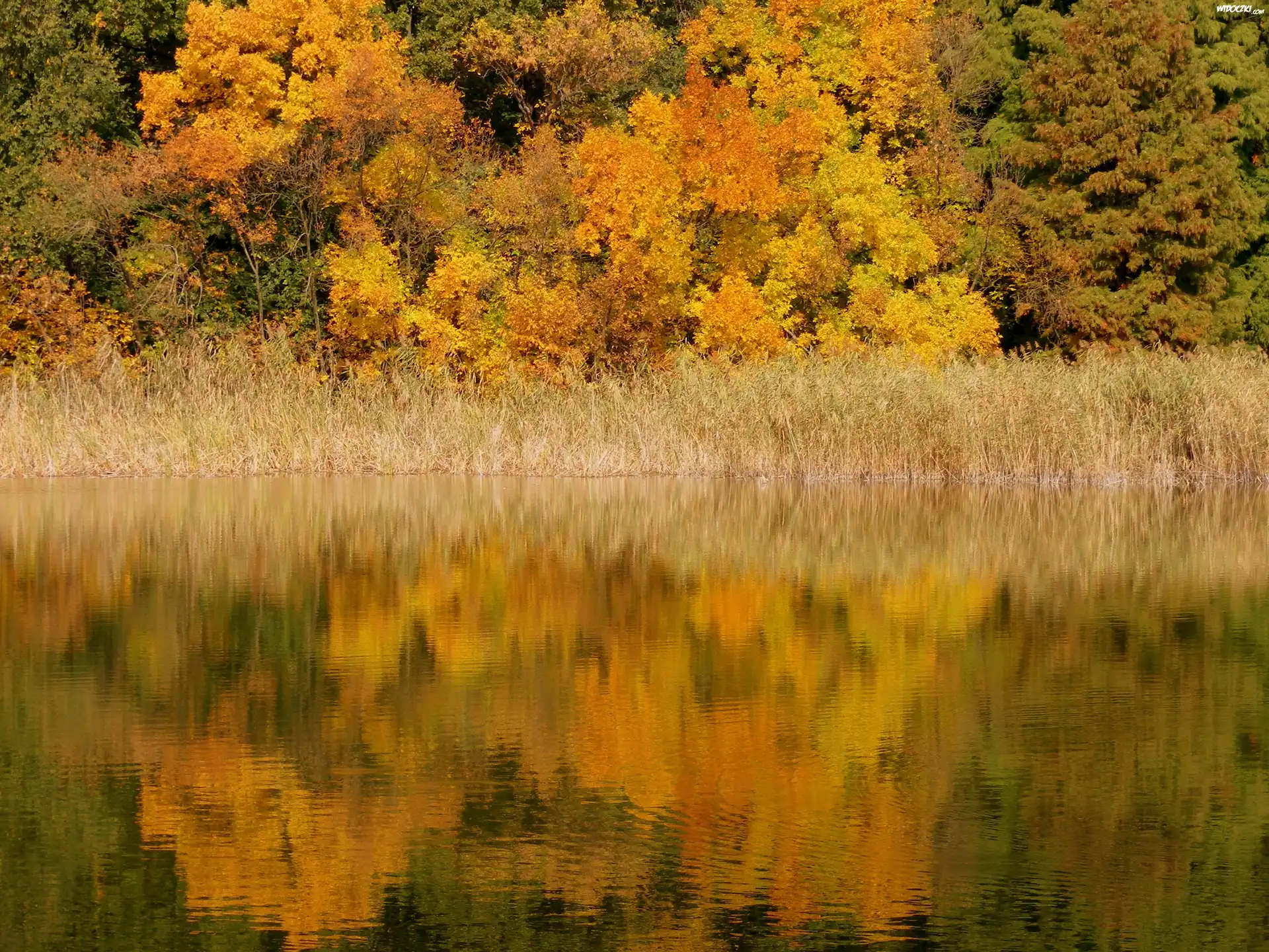Jesień, Jezioro, Drzewa, Odbicie