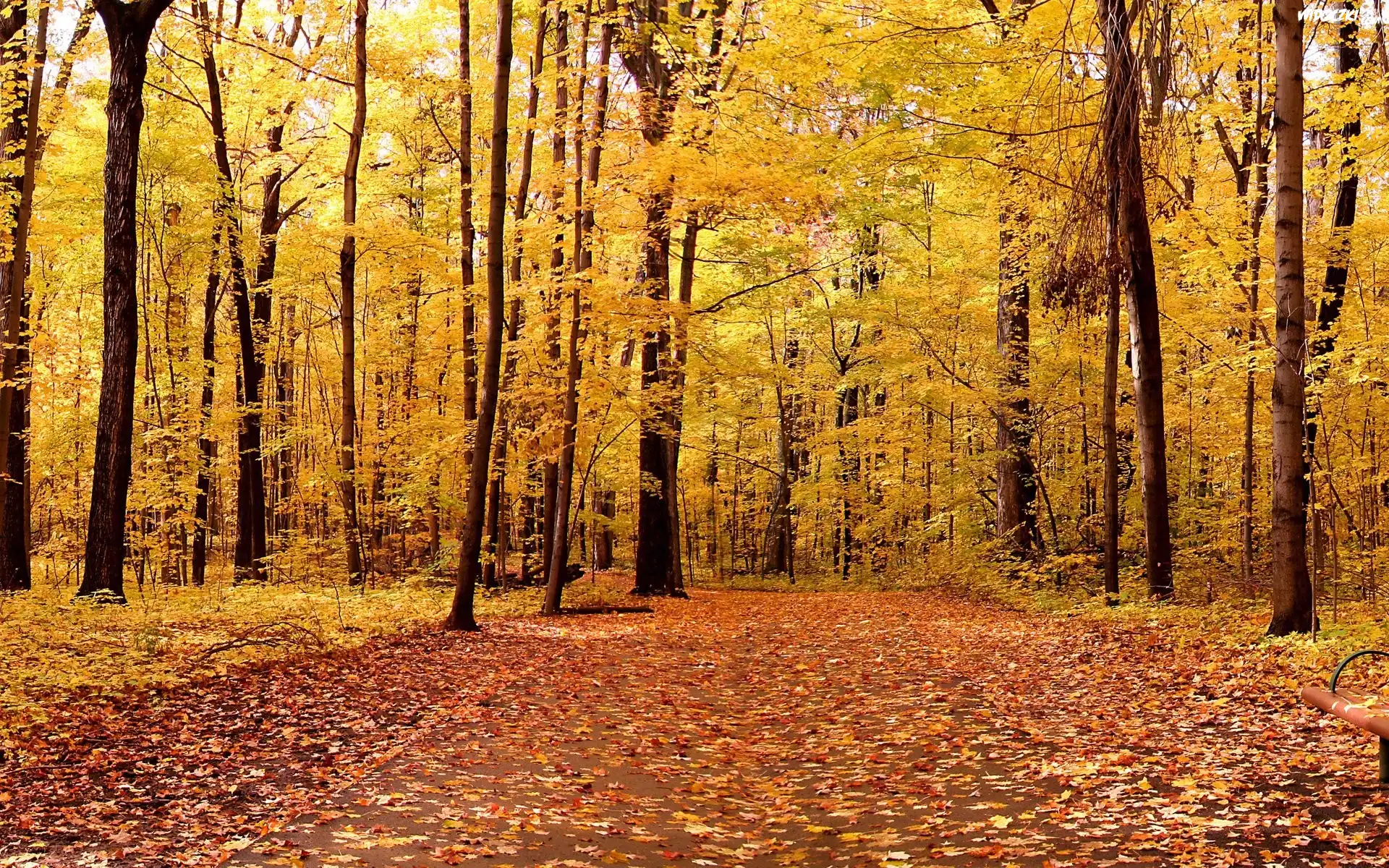 Jesień, Liście, Drzewa, Park
