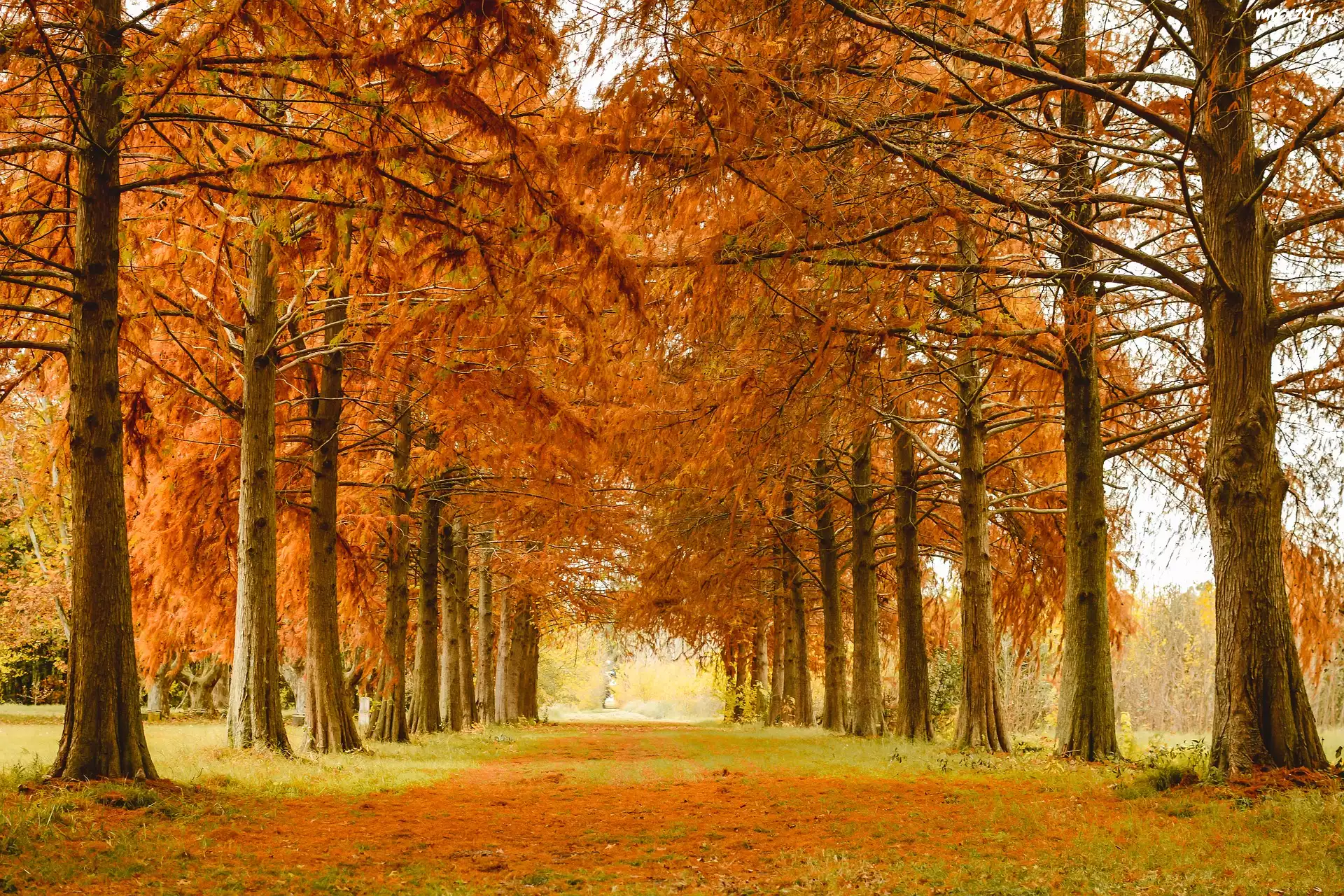 Jesień, Park, Drzewa, Alejka