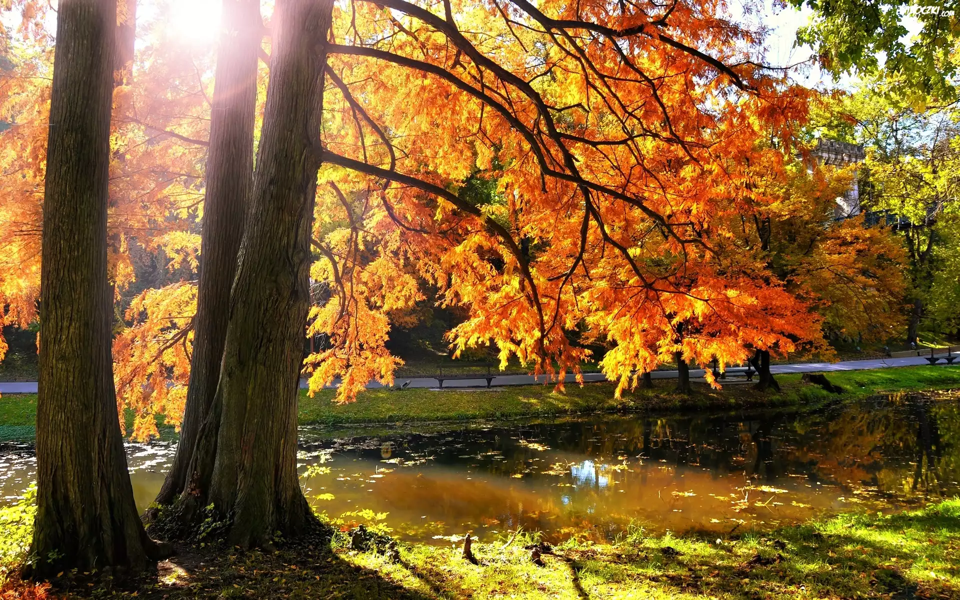 Jesień, Park, Rzeczka, Drzewa, Słońce