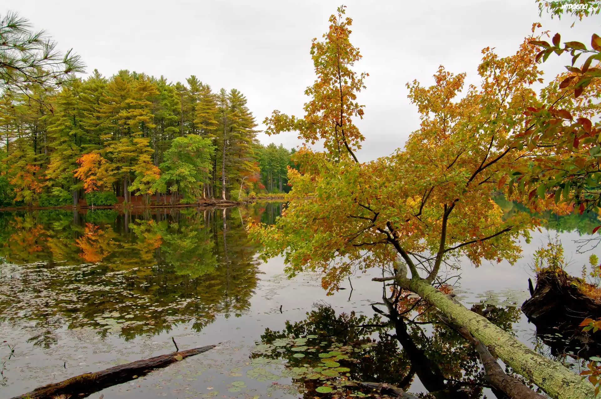 Jesień, Las, Jezioro, Odbicie