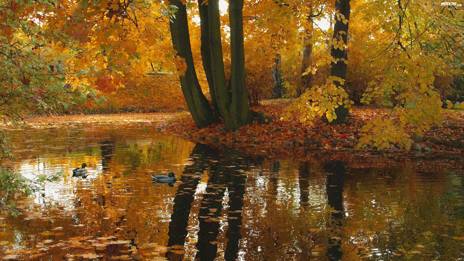 Jesień, Odbicie, Drzewa, Kaczki, Staw