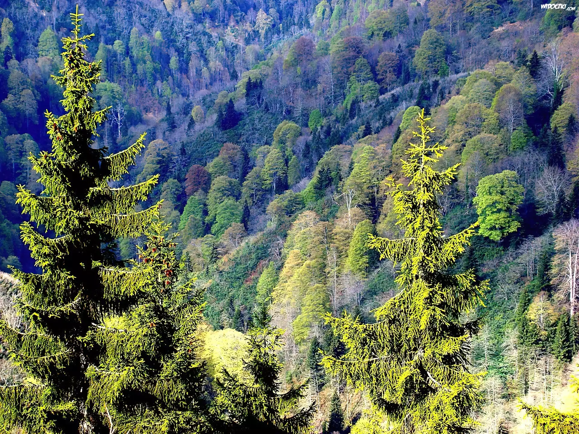 Jesień, Las, Kolorowe, Drzewa