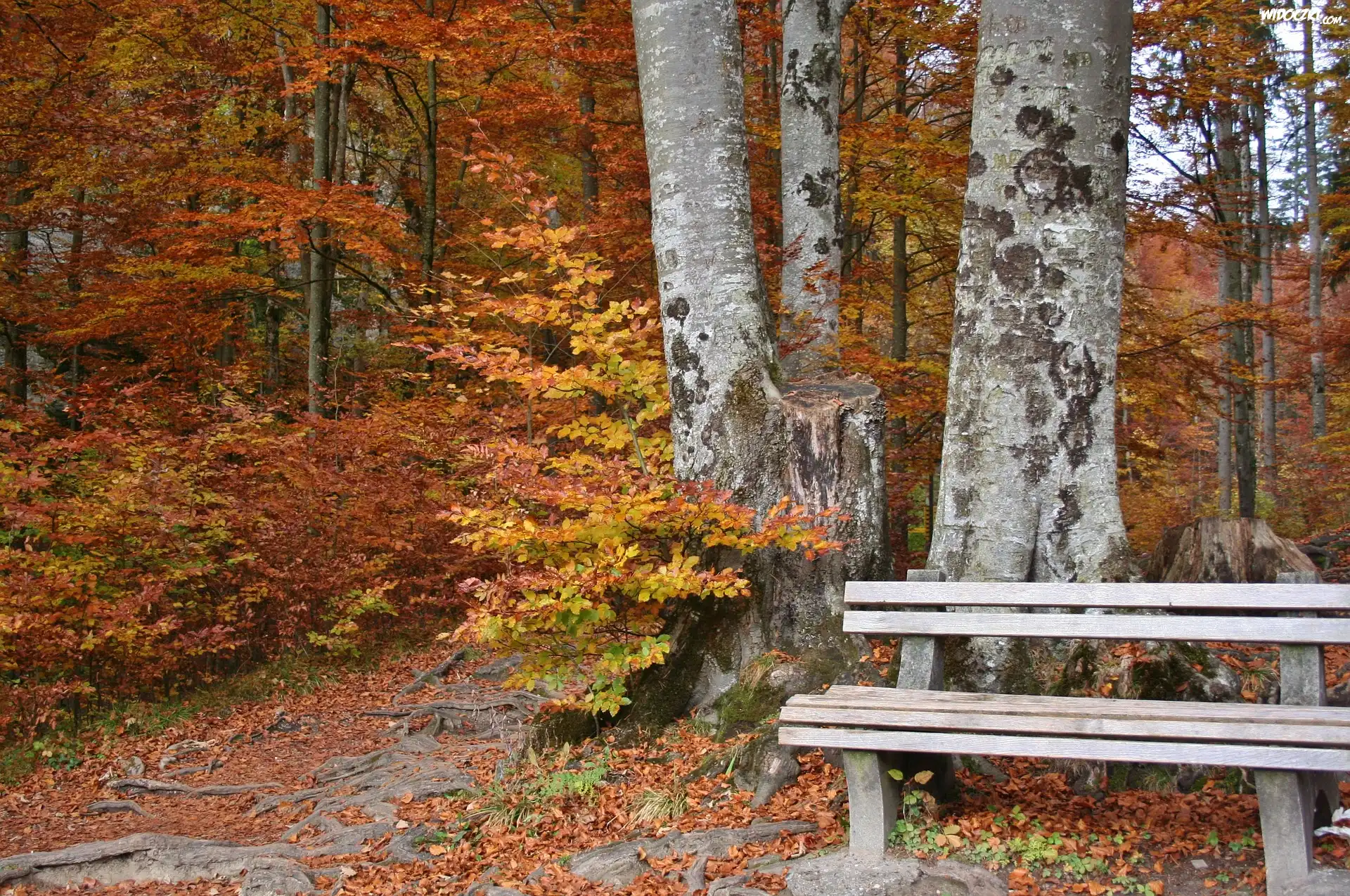Jesień, Las, Drzewa, Krzewy, Ławka