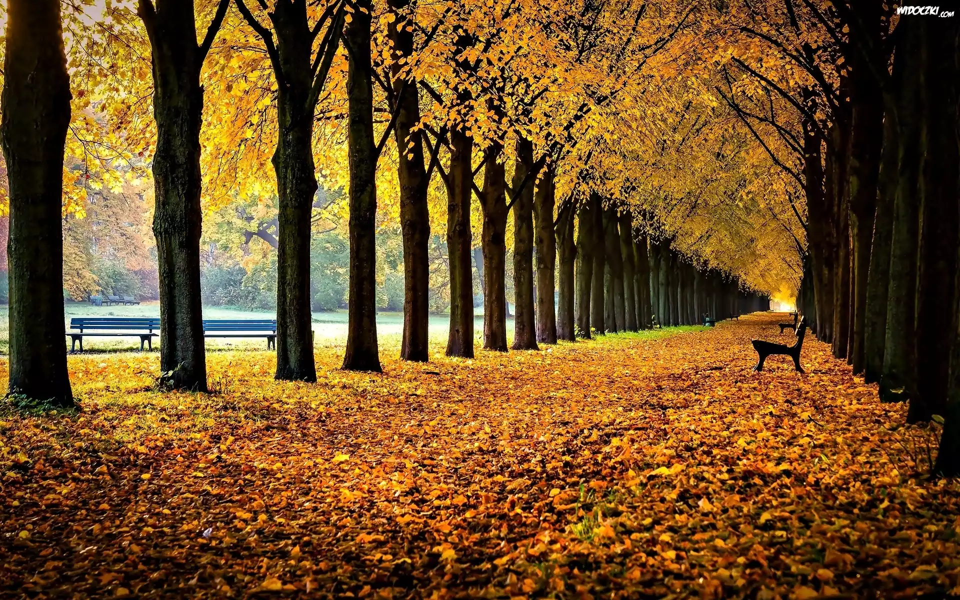 Jesień, Park, Aleja, Ławki, Liście, Drzewa