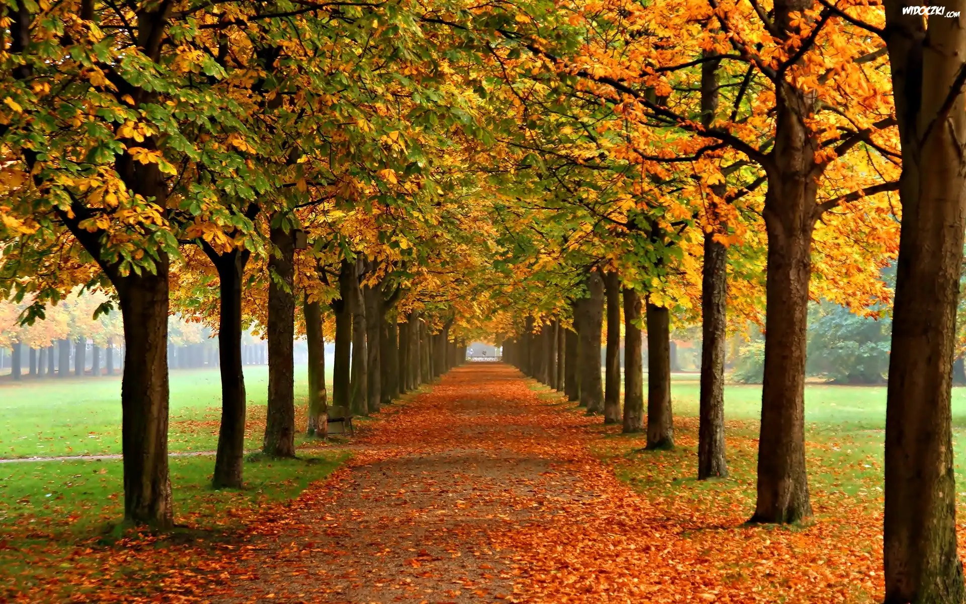 Jesień, Drzewa, Kasztany, Liście, Park