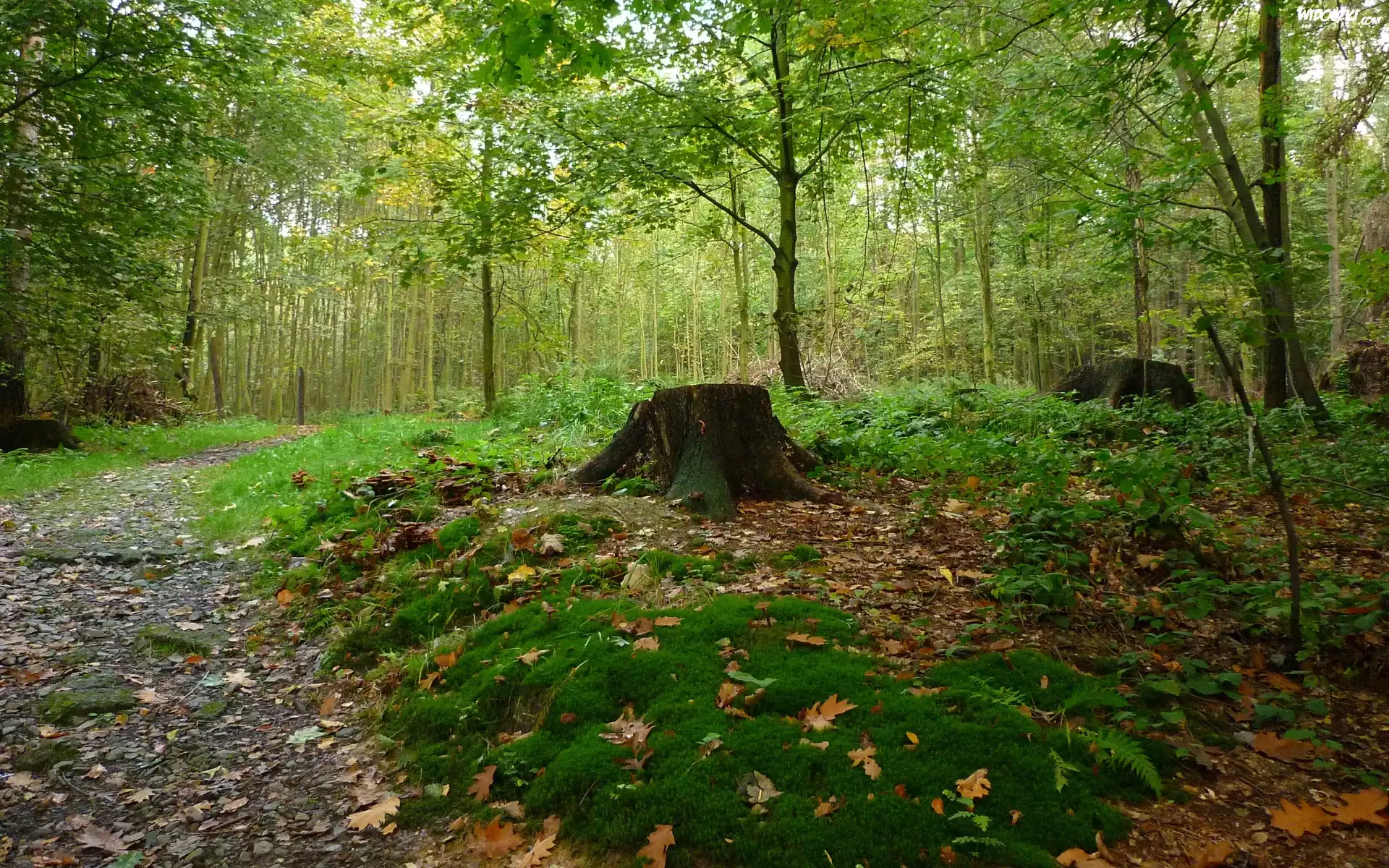 Jesień, Las, Ścieżka, Pień, Mech, Liście