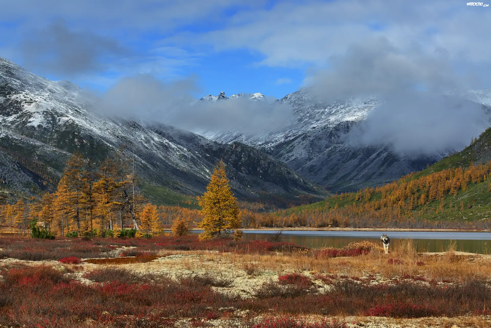 Jesień, Góry Kołymskie, Mgła, Pies, Drzewa, Jezioro Jack London Lake, Kołyma, Magadan, Rosja