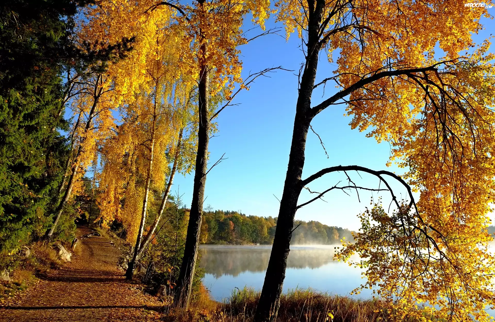 Jesień, Jezioro, Poranek, Mgła, Drzewa